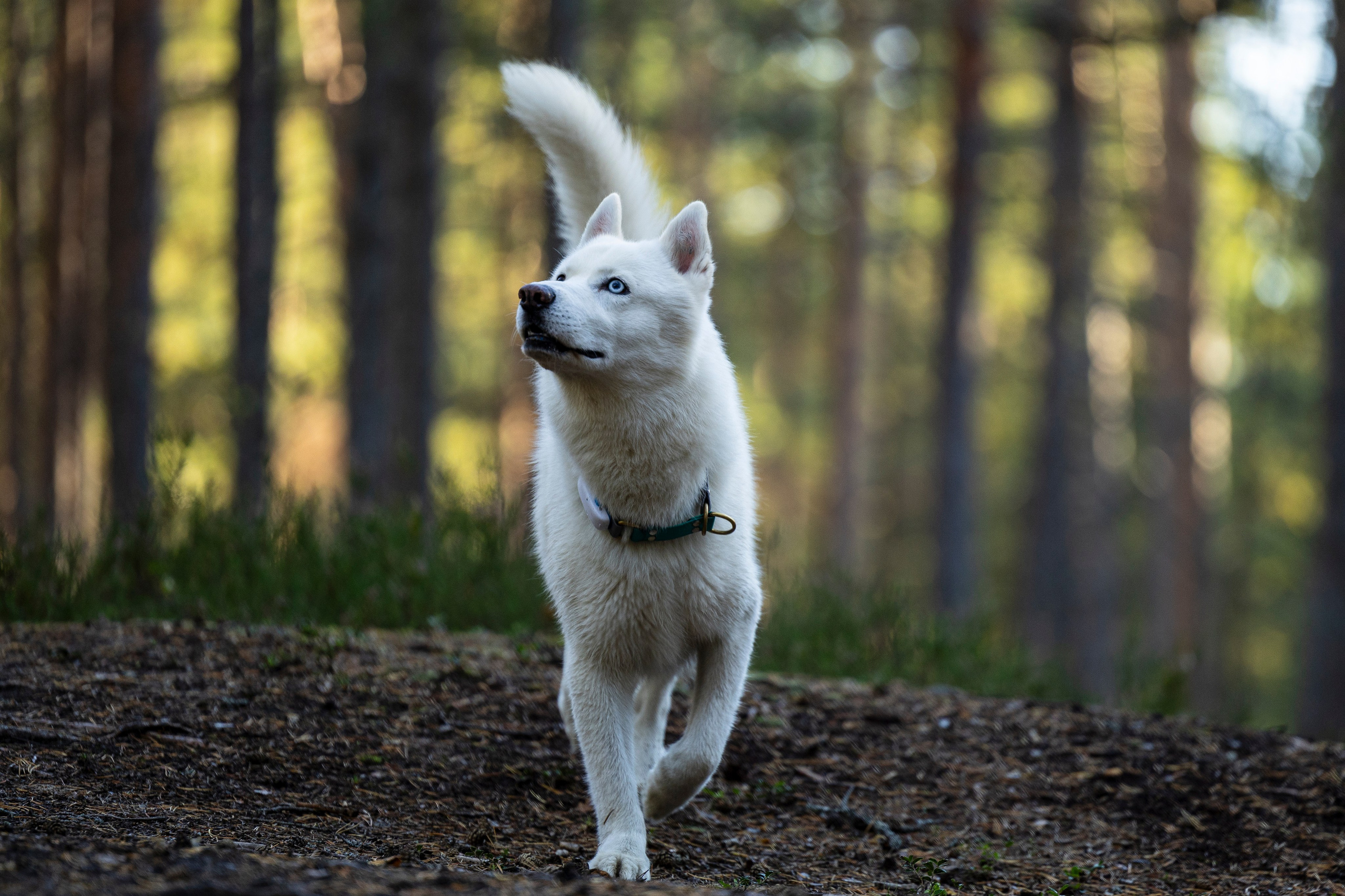 Гаруда и Рейн. Фотограф-анималист Анна Маринич