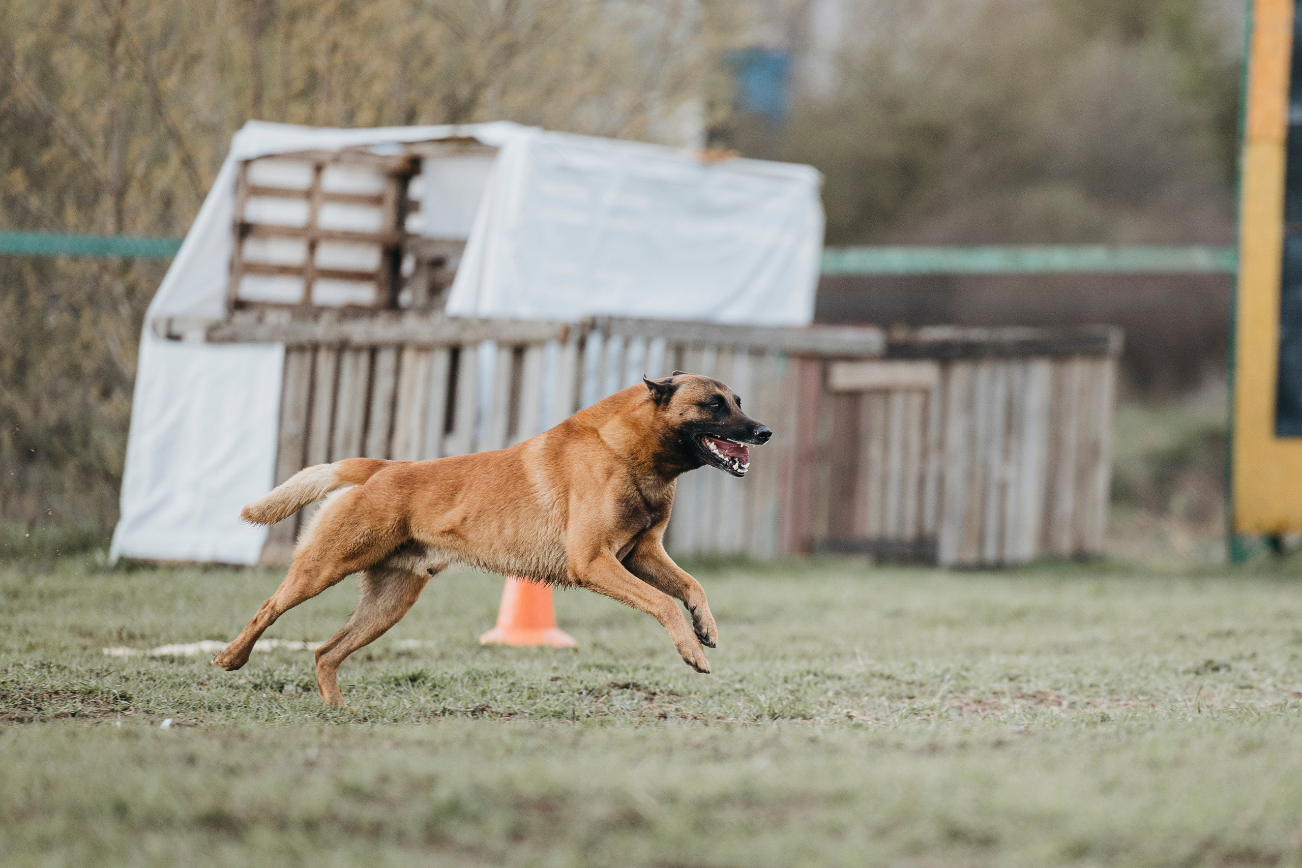 09.05.25 Вологда соревнования. Фотограф-анималист Анна Маринич