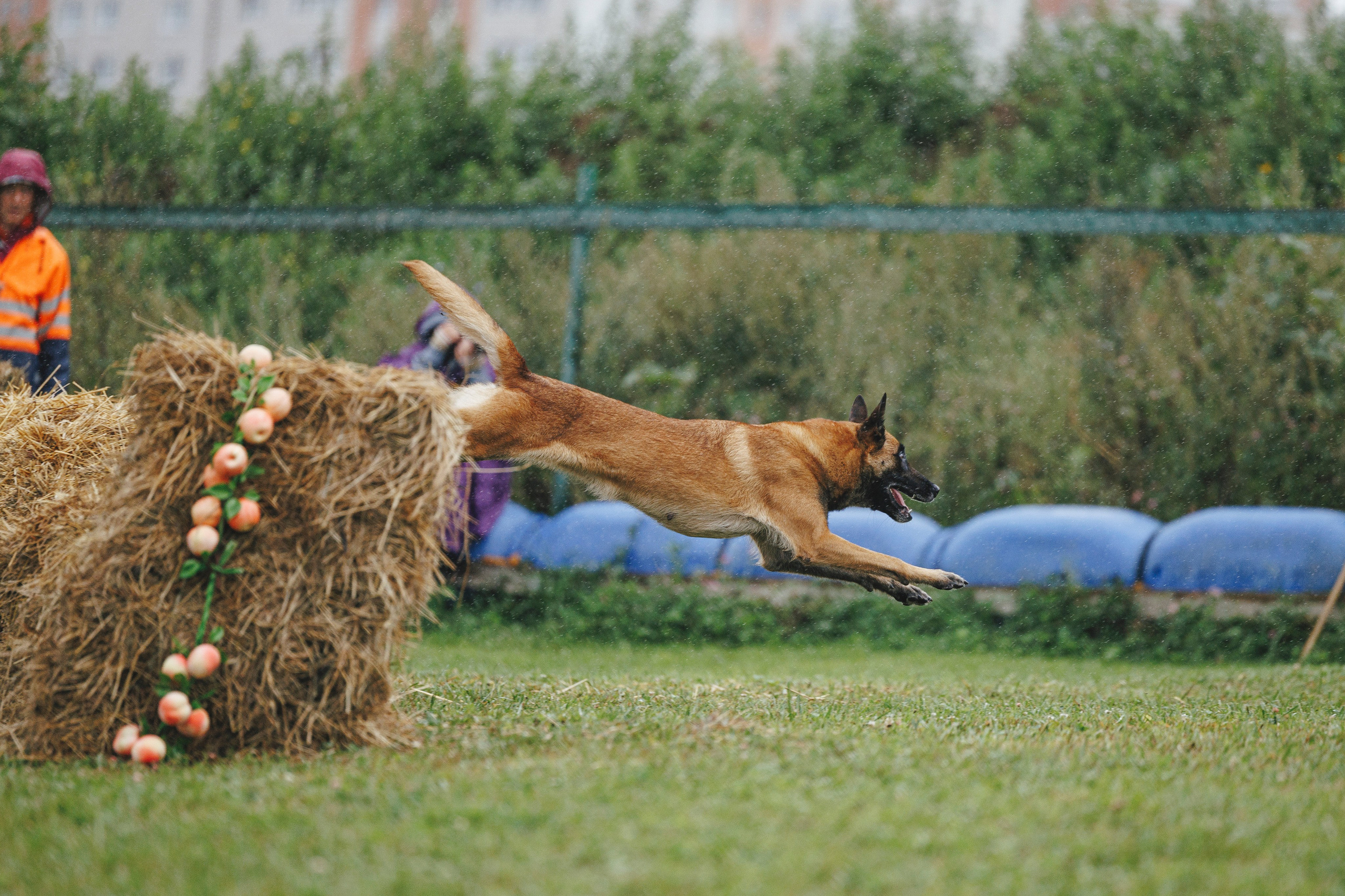 08.08.25-10.08.25 ЧР по мондьорингу г. Вологда. Фотограф-анималист Анна Маринич