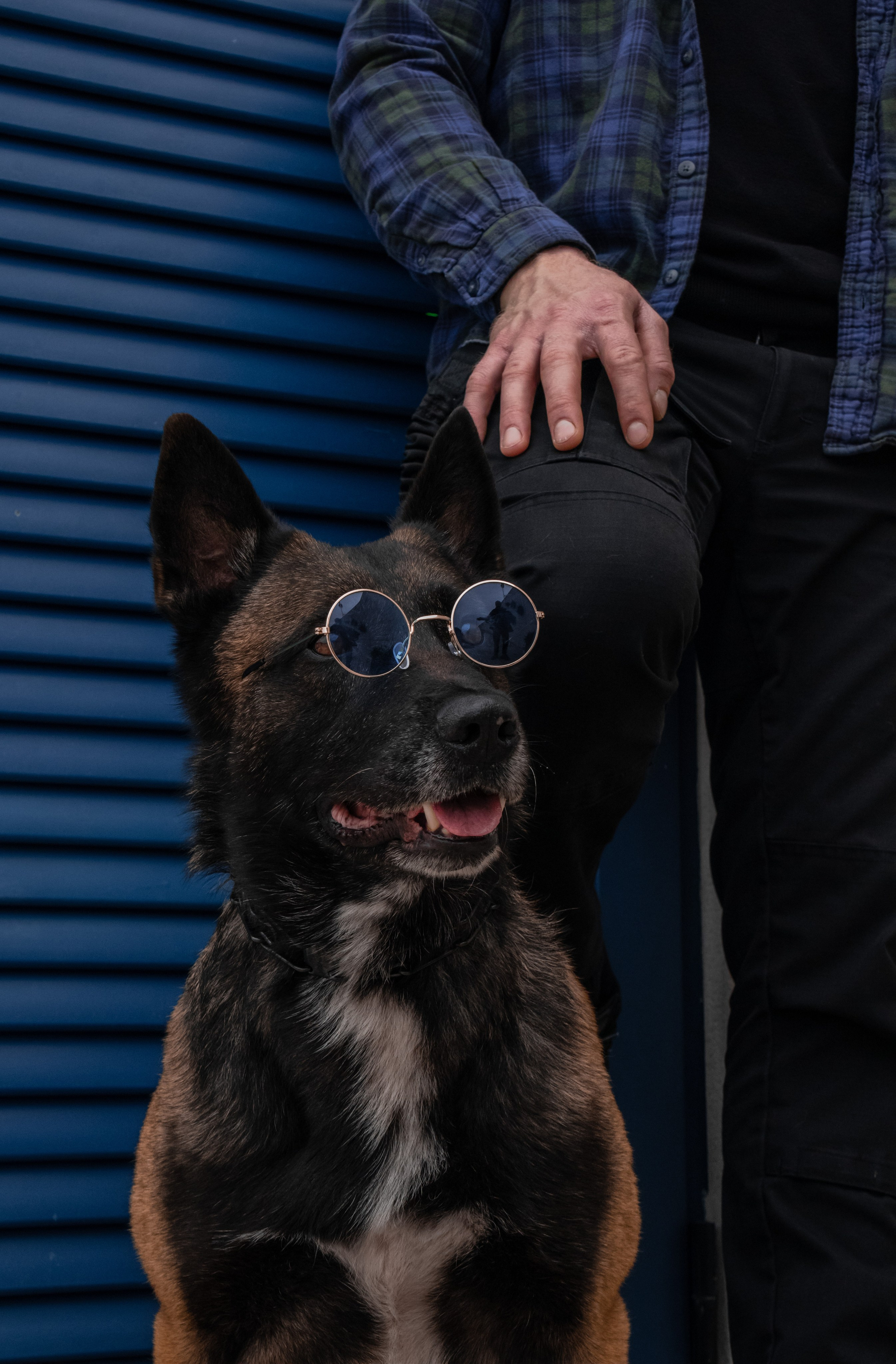 Photoshoot with a dog in Montenegro. Portrait photographer in Tivat Montenegro Katerina Kirsanova