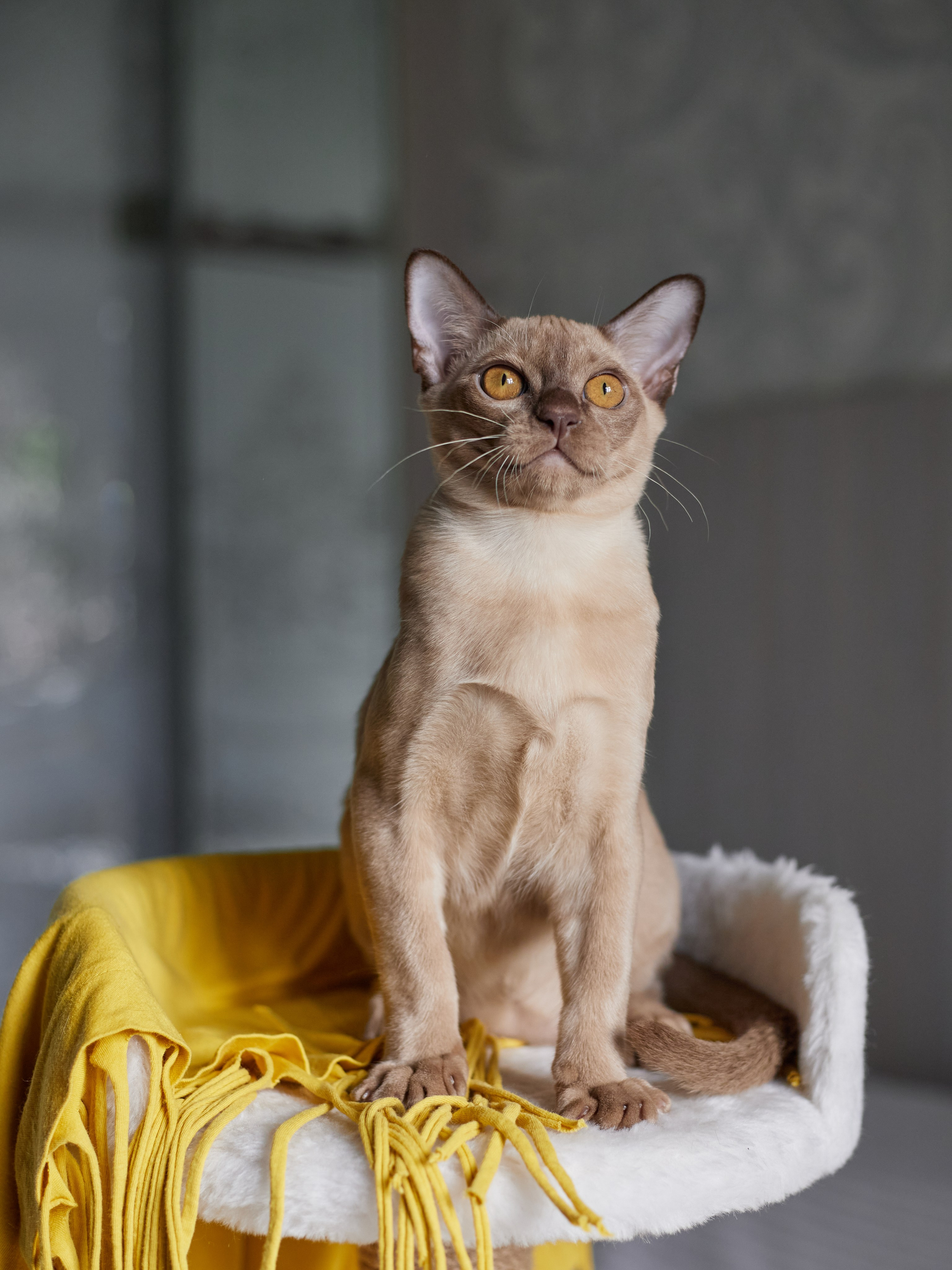 Jony (Уфа). Питомник «Bouncy Life»