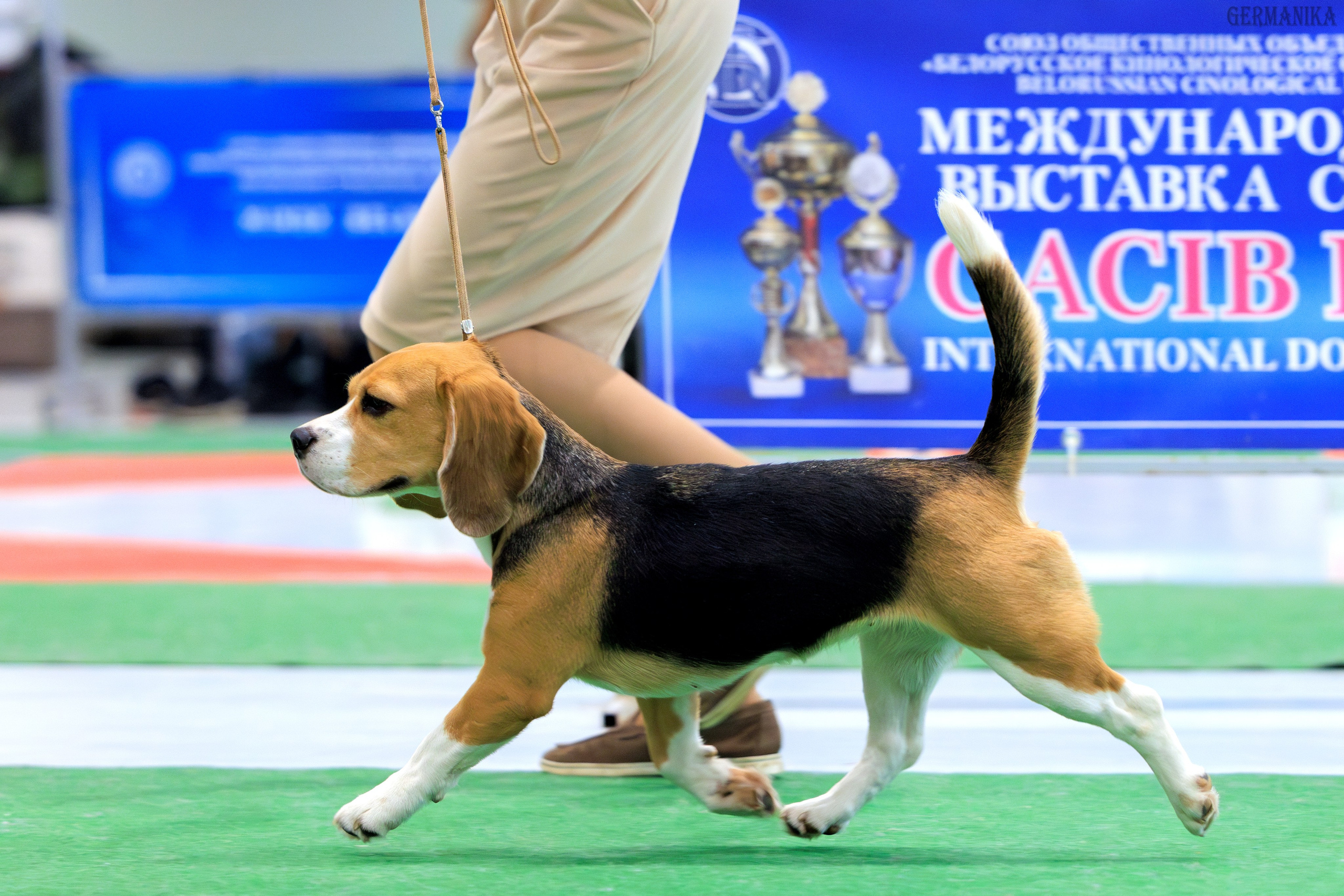 Минск 24-25.02.2024. Фотограф-анималист Юлия Германика