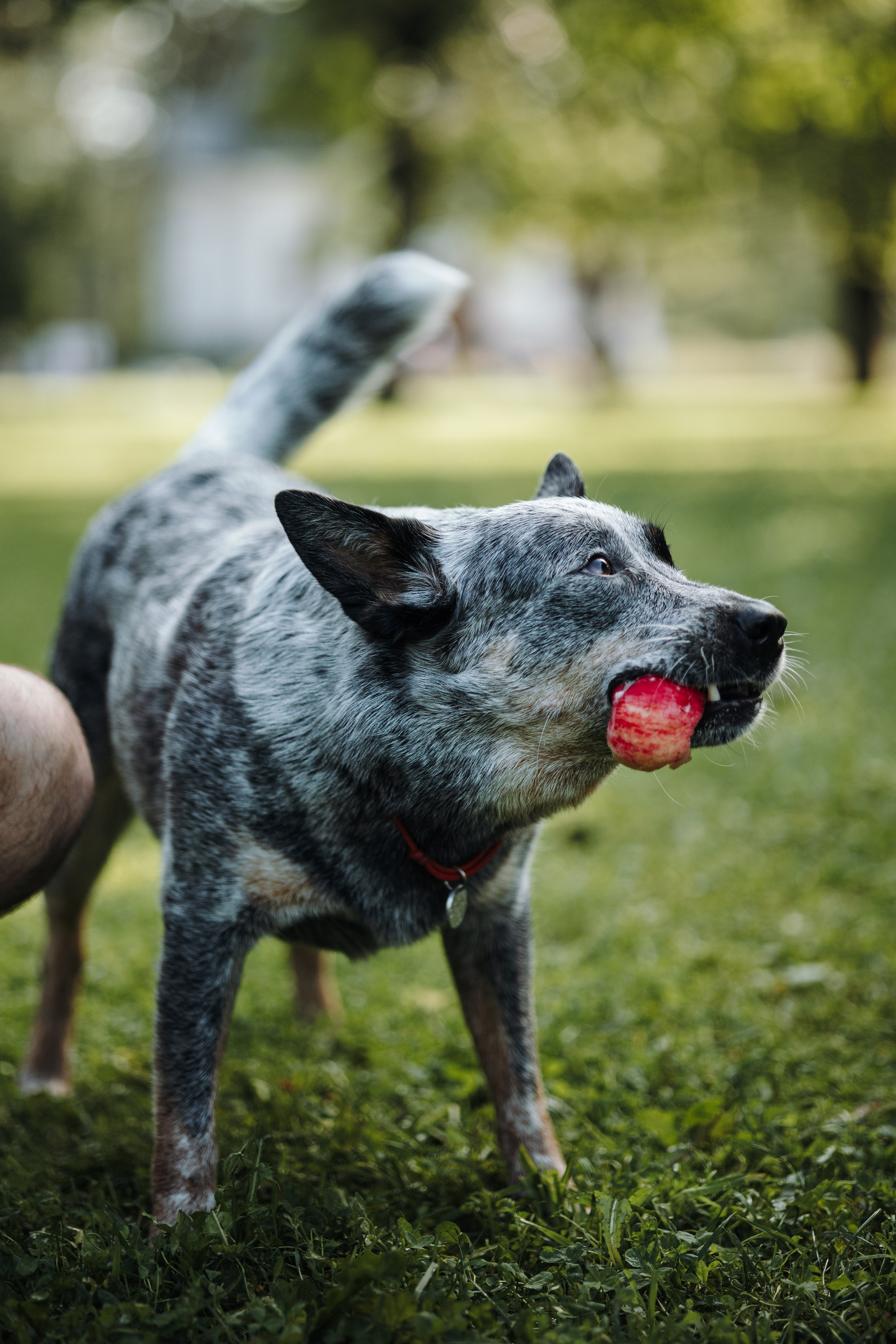 Кода и ее семья. Фотограф — Анималист | Санкт-Петербург