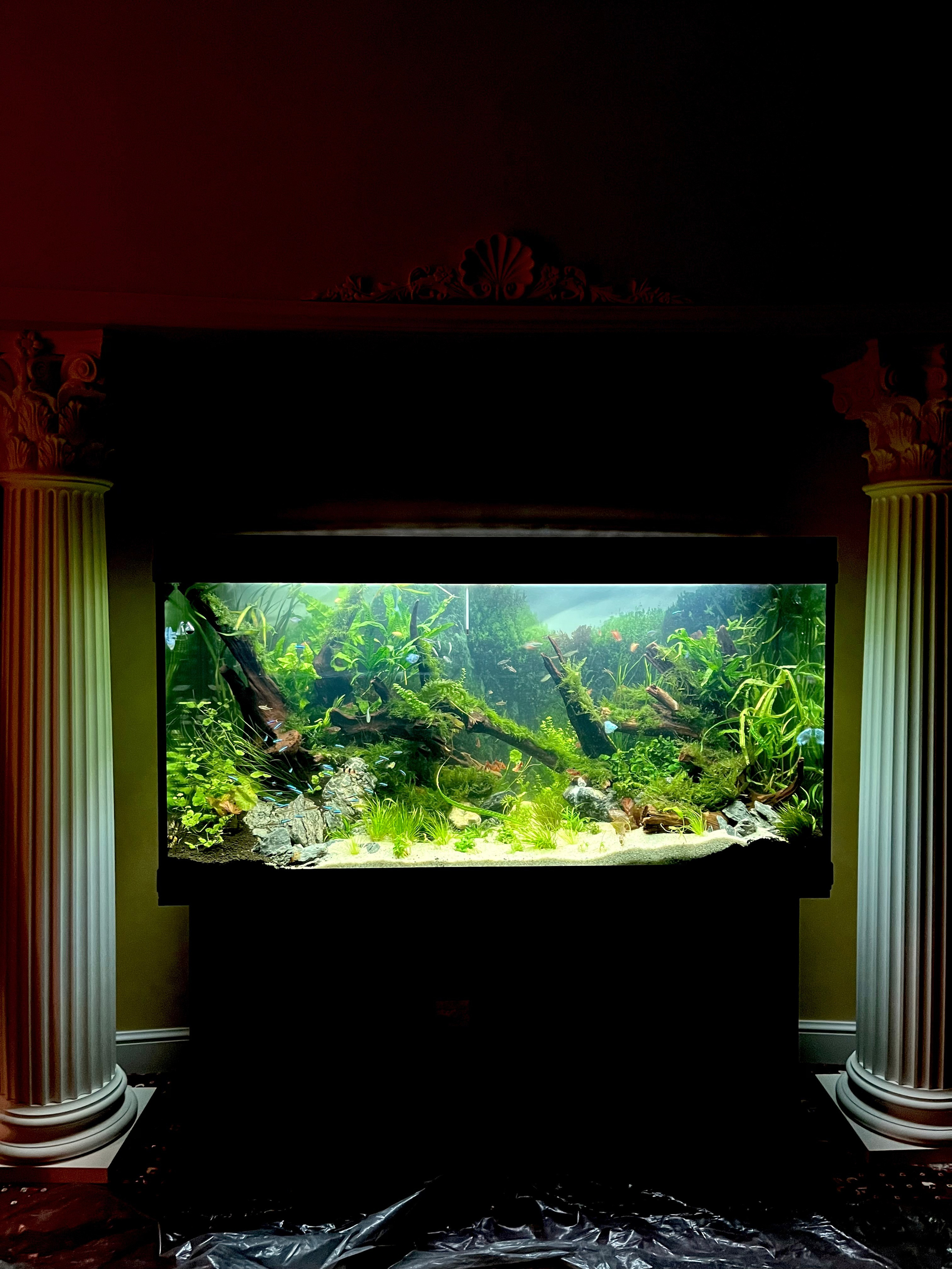 Портфолио пресноводных аквариумов. Максим Ерёмин. Home