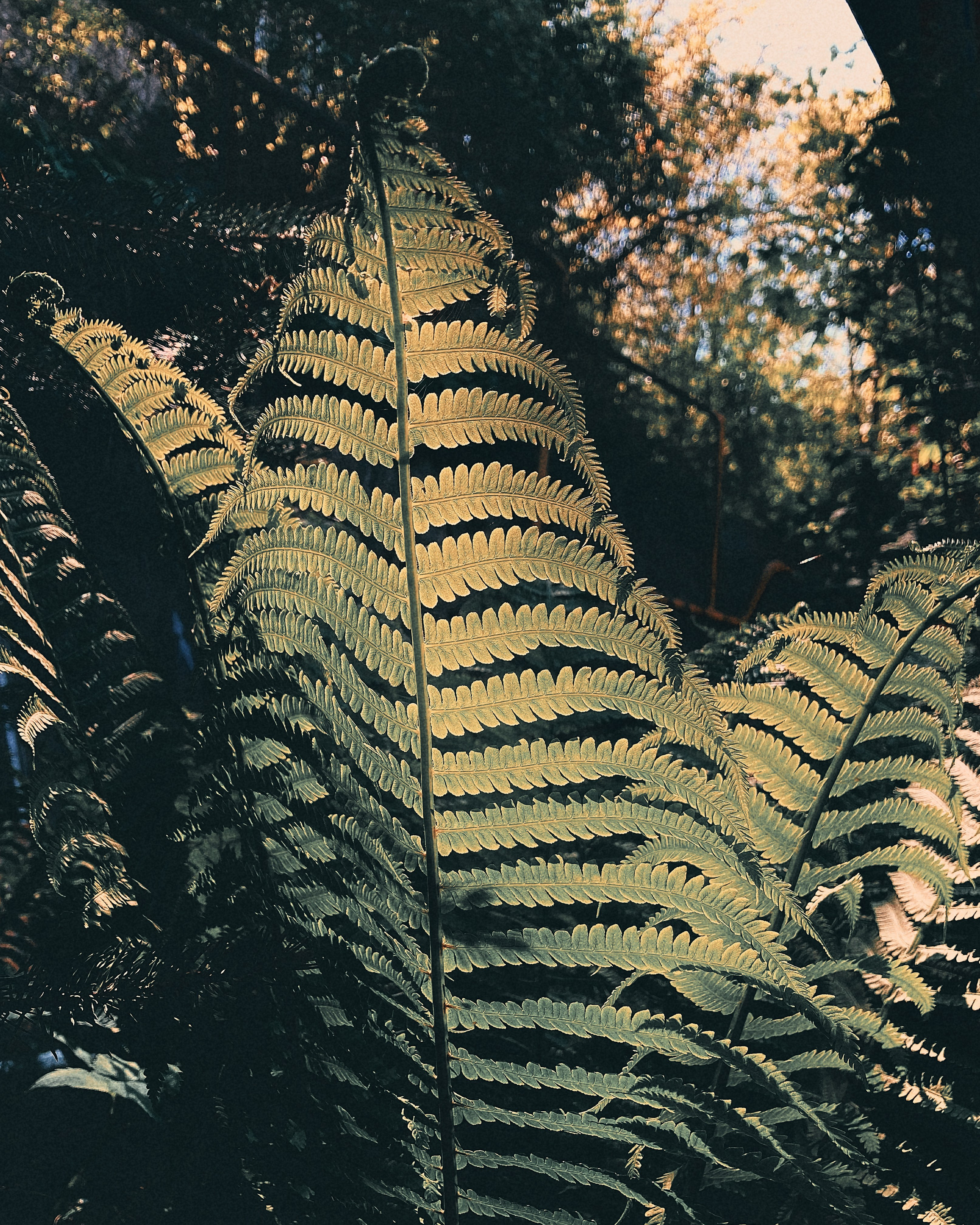 Макро любовь. Смотри, красота!