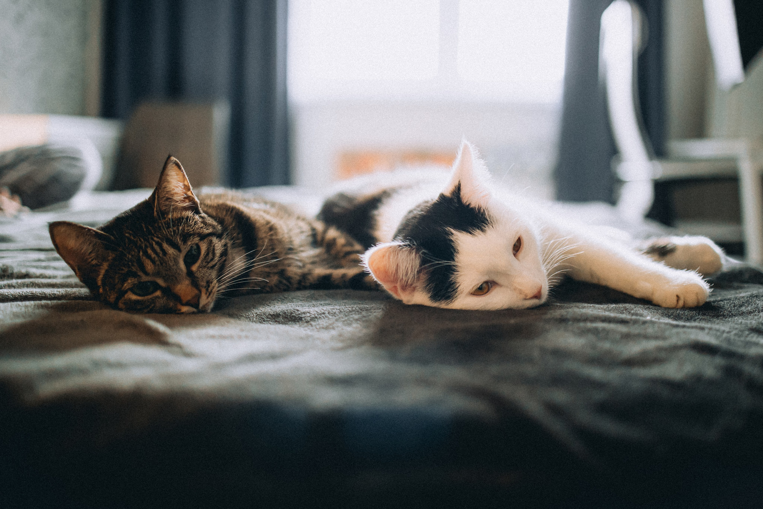 Рыся, Кепа и их семья