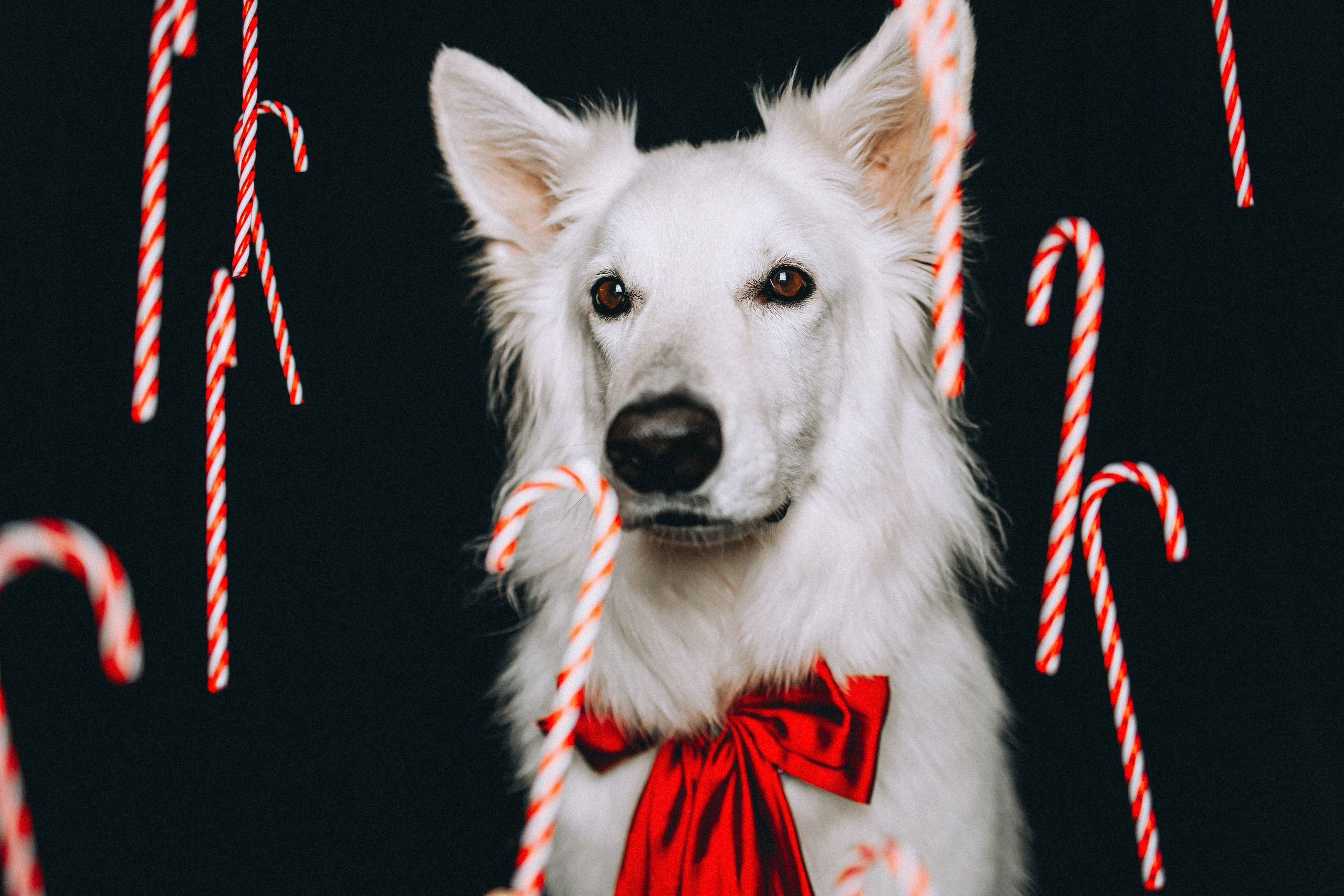 Джек, Бет и Кову