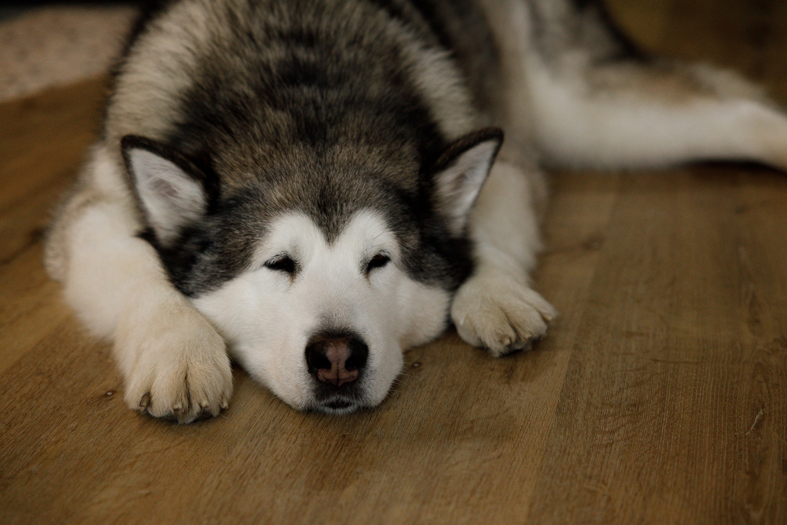 Лев 2 годика. Свадебный и семейный фотограф  во Владивостоке Ольга Украинец