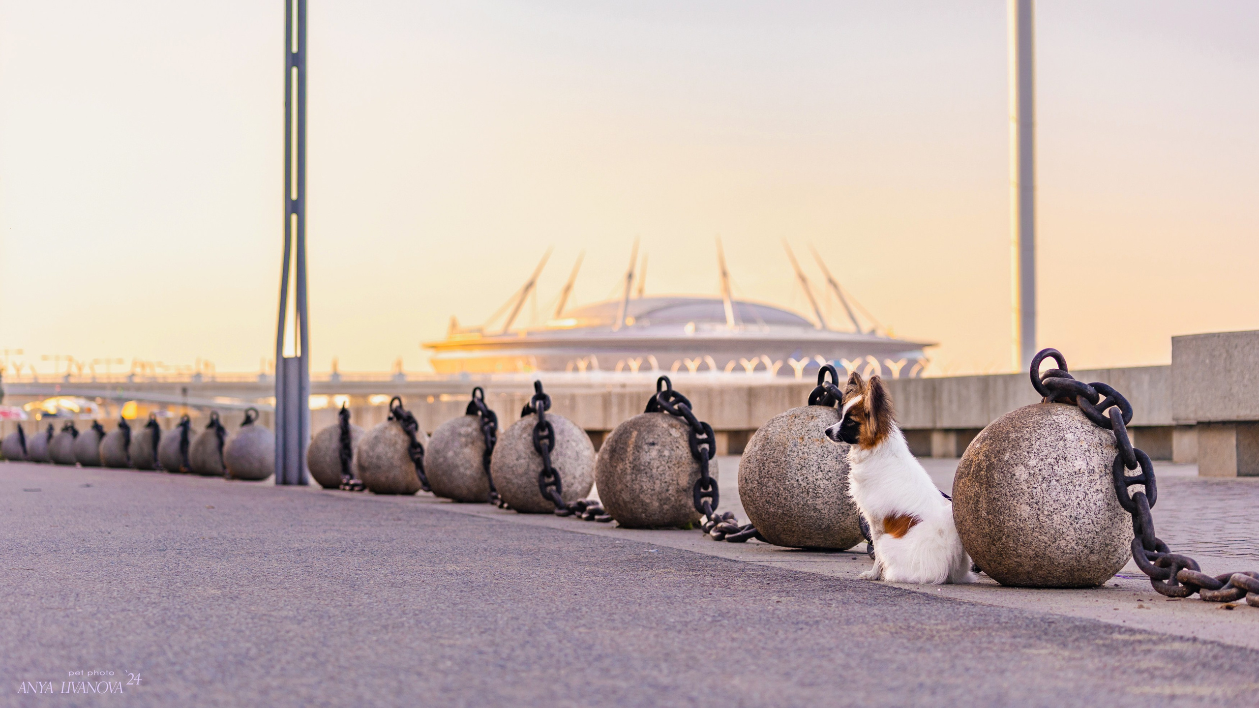 Хьюстон. Фотограф анималист Аня Ливанова | Рыбинск