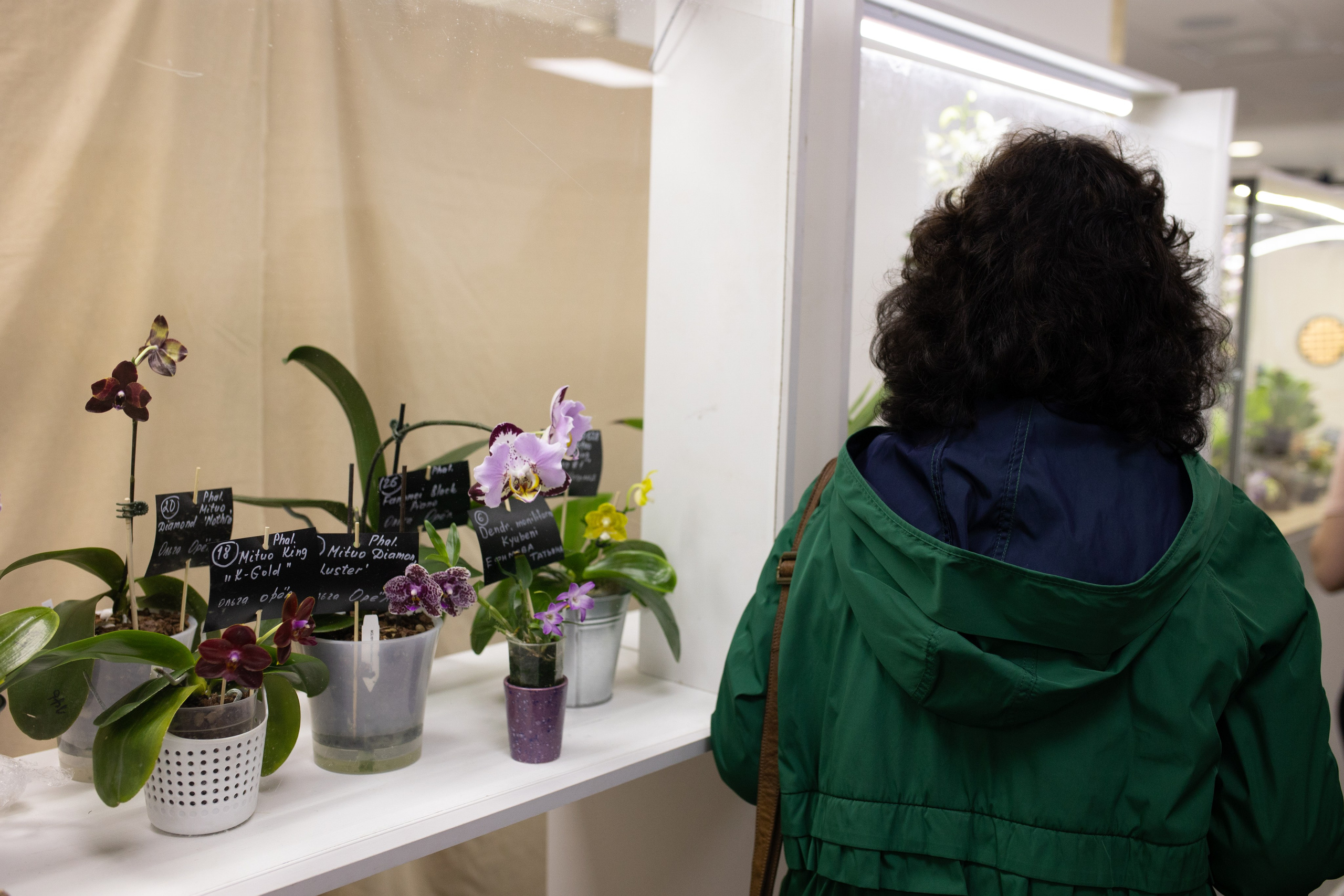 Орхидиум июнь 2024. Александра Куликова фотограф, Москва