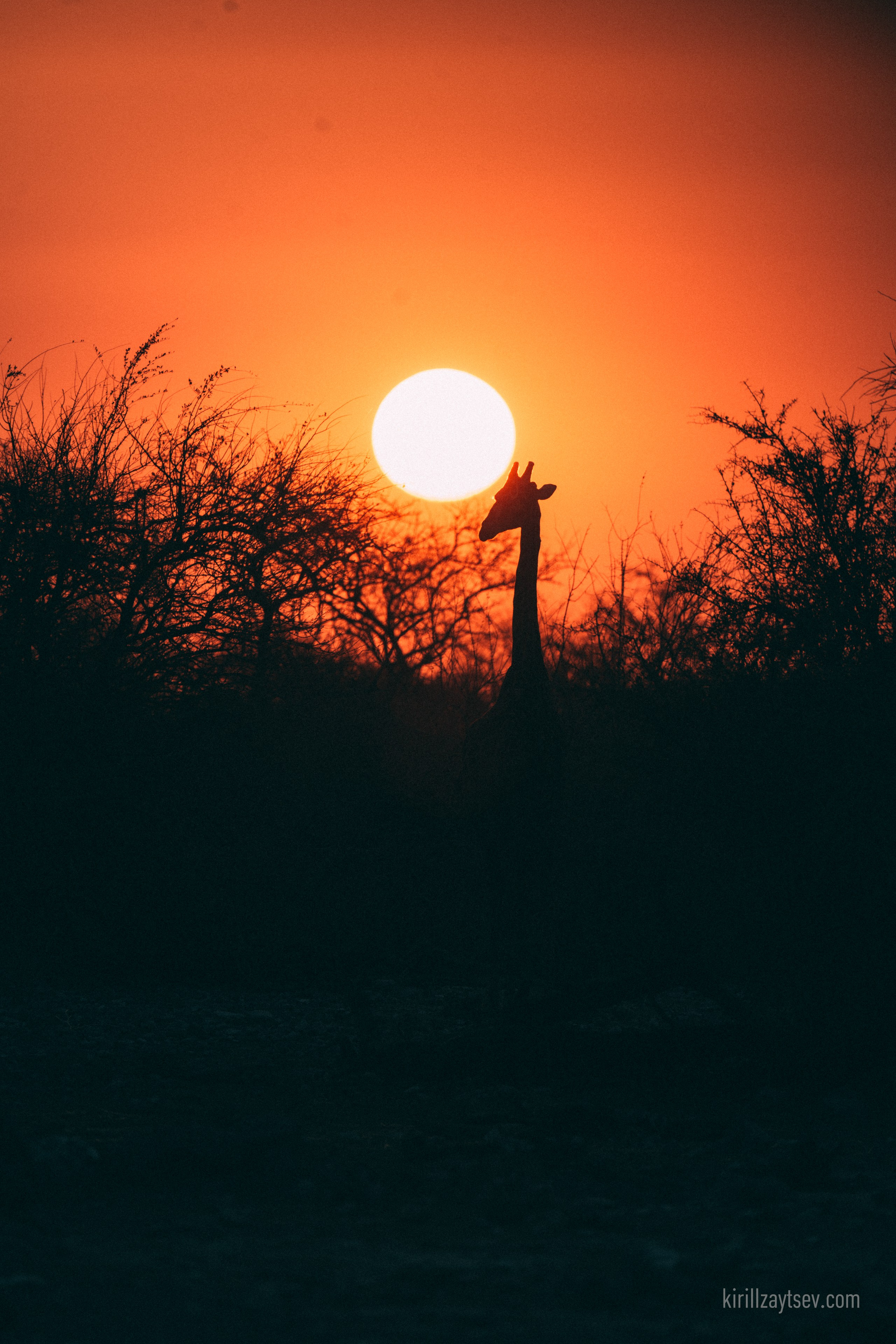 Жизнь. Профессиональный фотограф Кирилл Зайцев