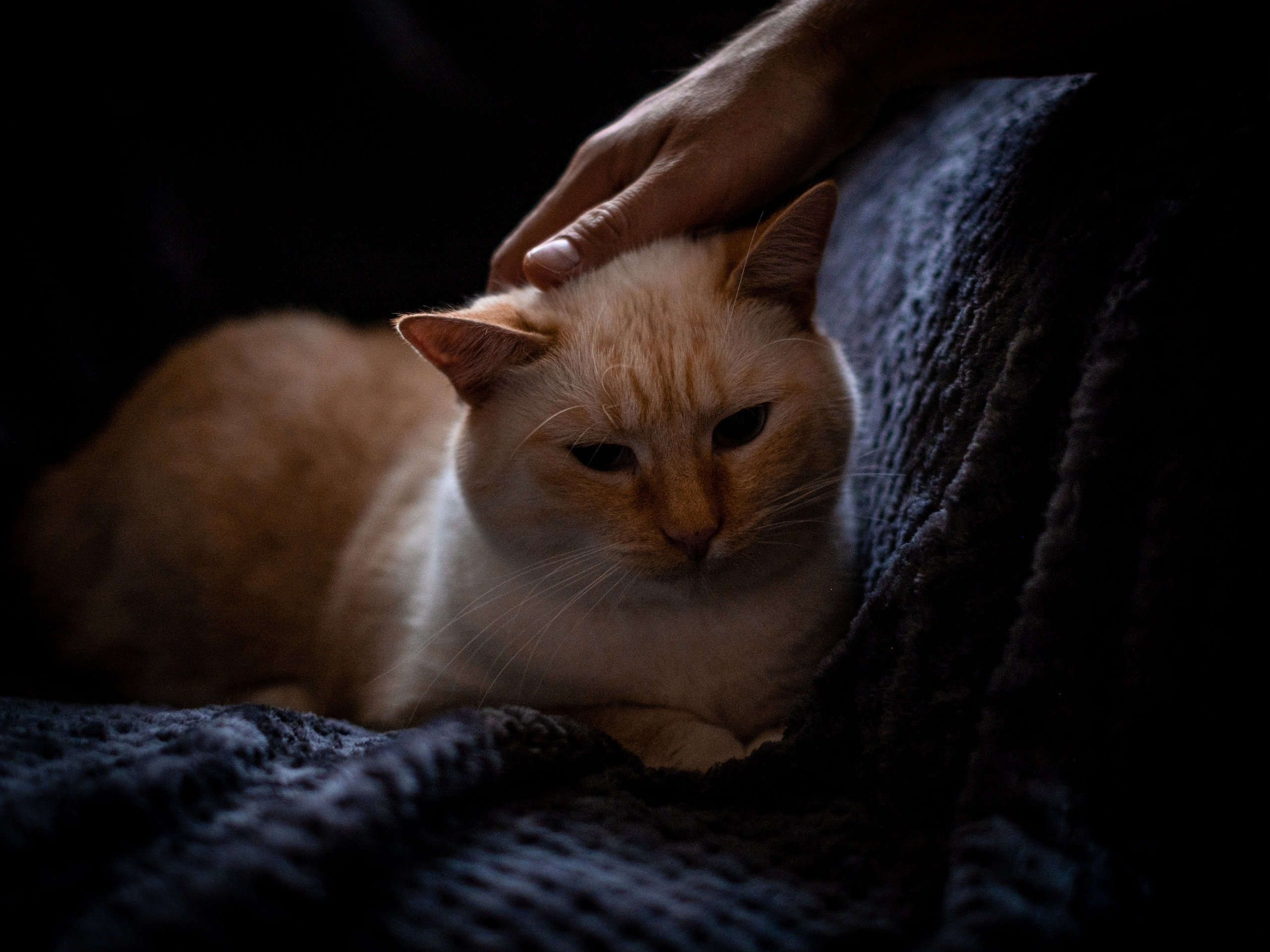 Нюша и Лучик для Антона!. Зоофотограф, фотограф животных в Москве и области Дина Дамоцева