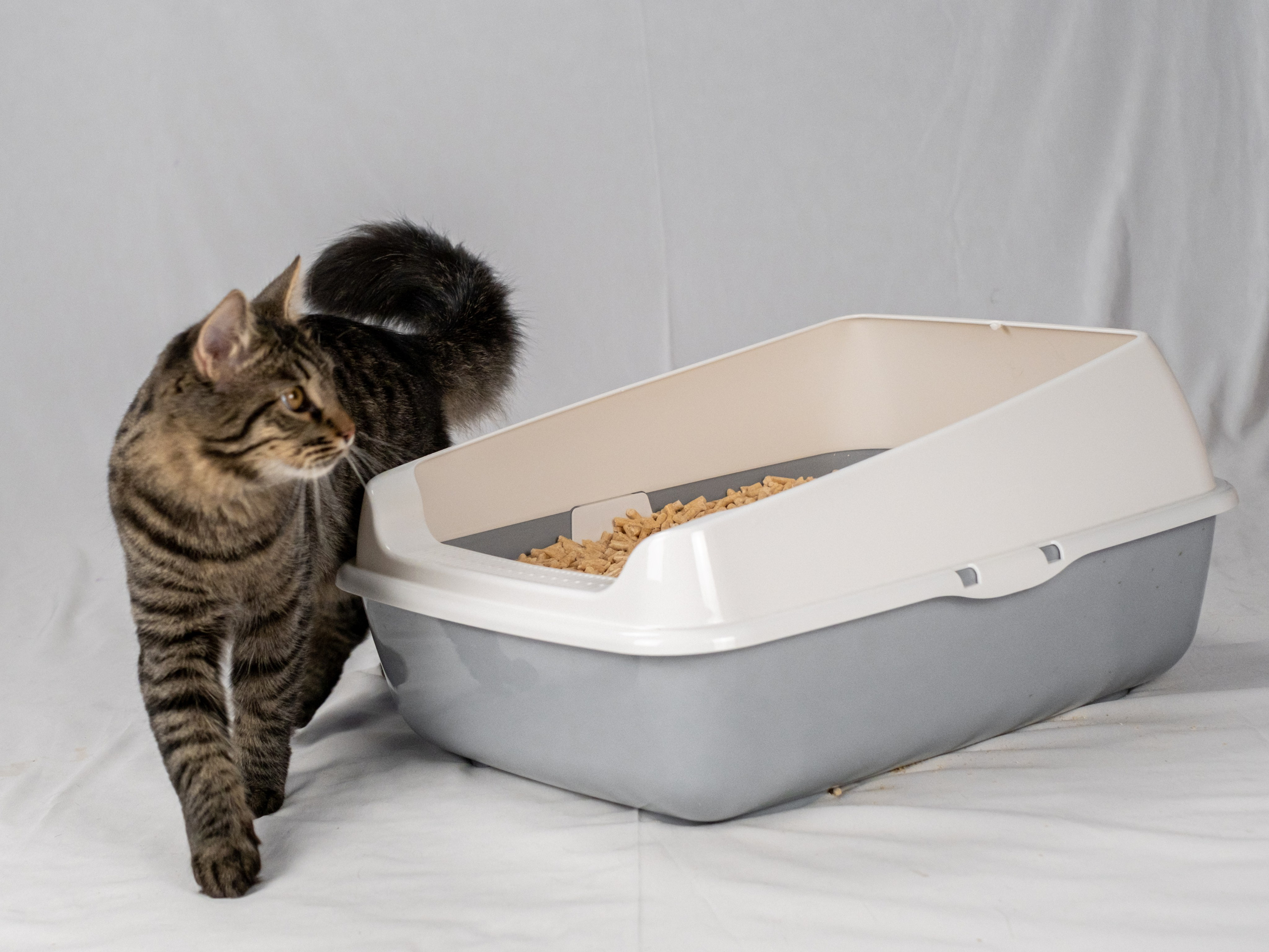 Древесный наполнитель для кошек, для Анастасии!. Зоофотограф, фотограф животных в Москве и области Дина Дамоцева