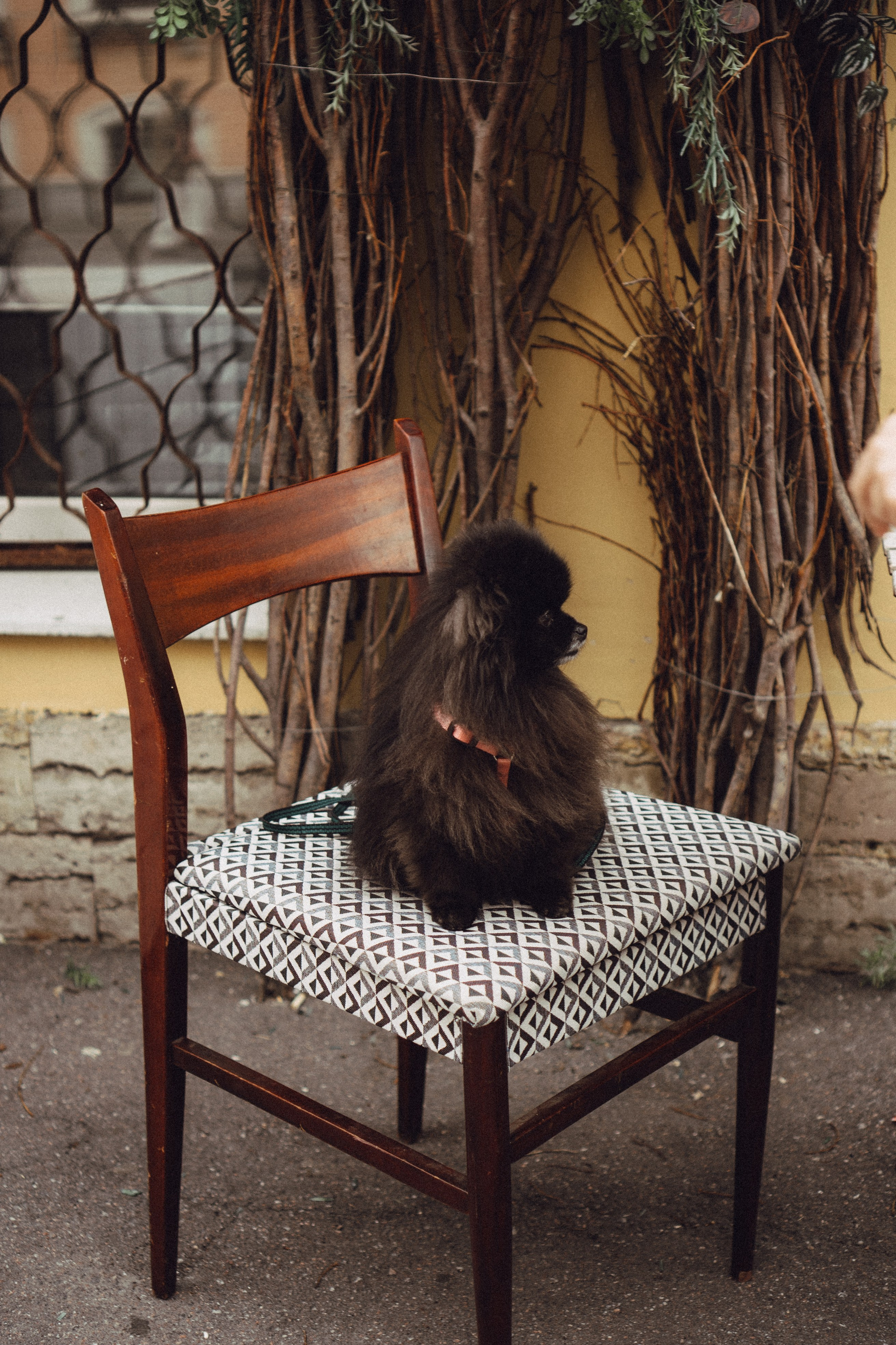 Беременность (только часть фото по желанию клиентов могу показать)). Профессиональный фотограф, Санкт-Петербург — Виктория Богомолова