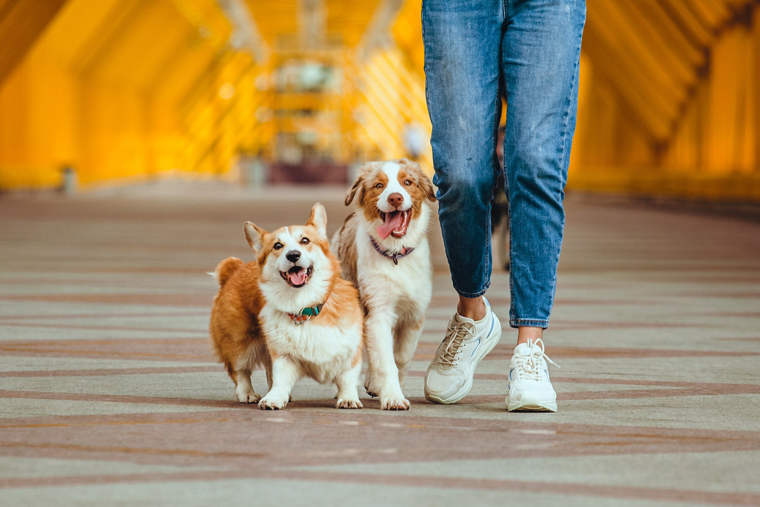 Андреевский мост. Фотограф-анималист Татьяна Степанова