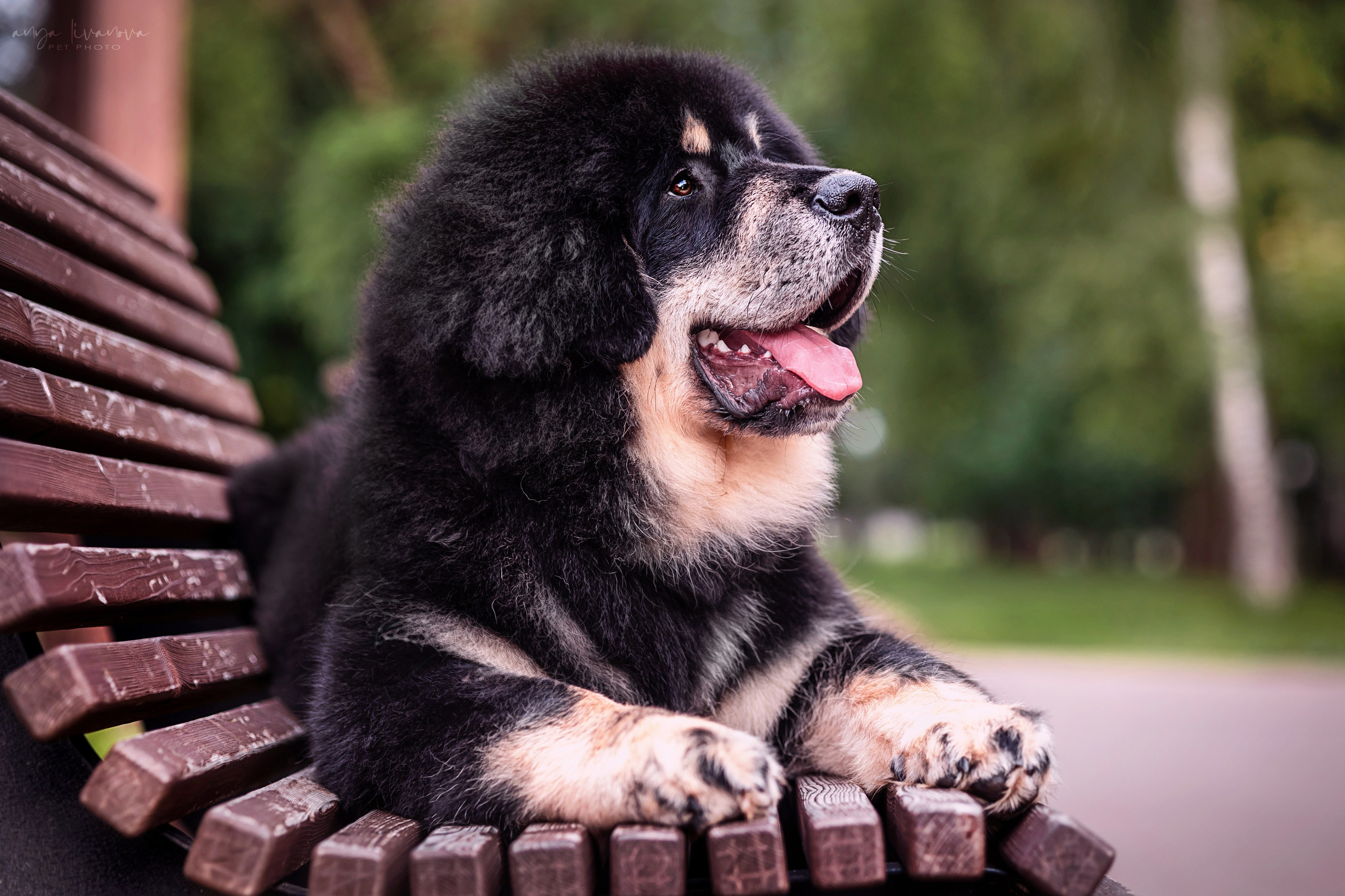 Лео. Фотограф анималист Аня Ливанова | Рыбинск