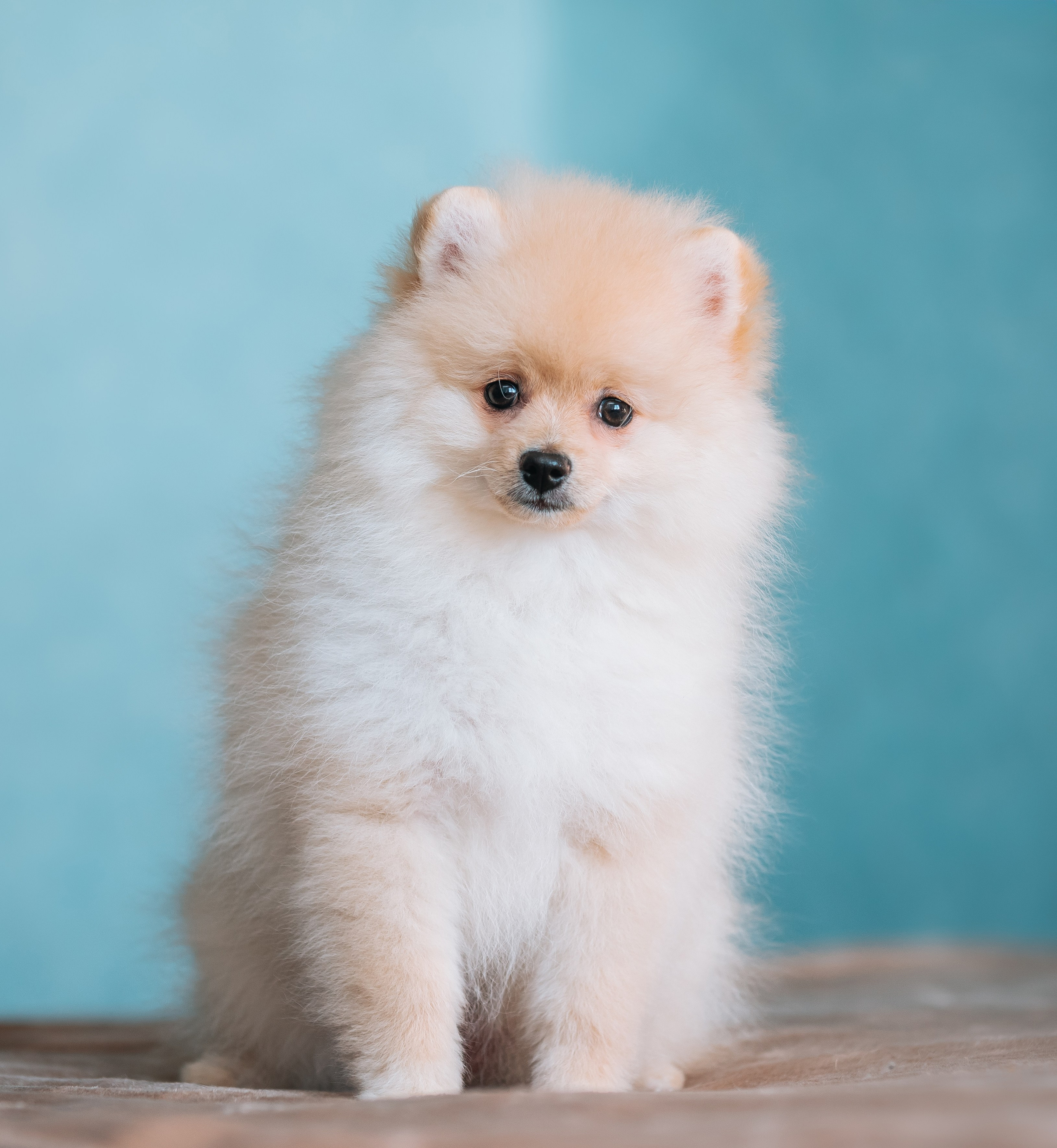 Шпицы дома. Главная