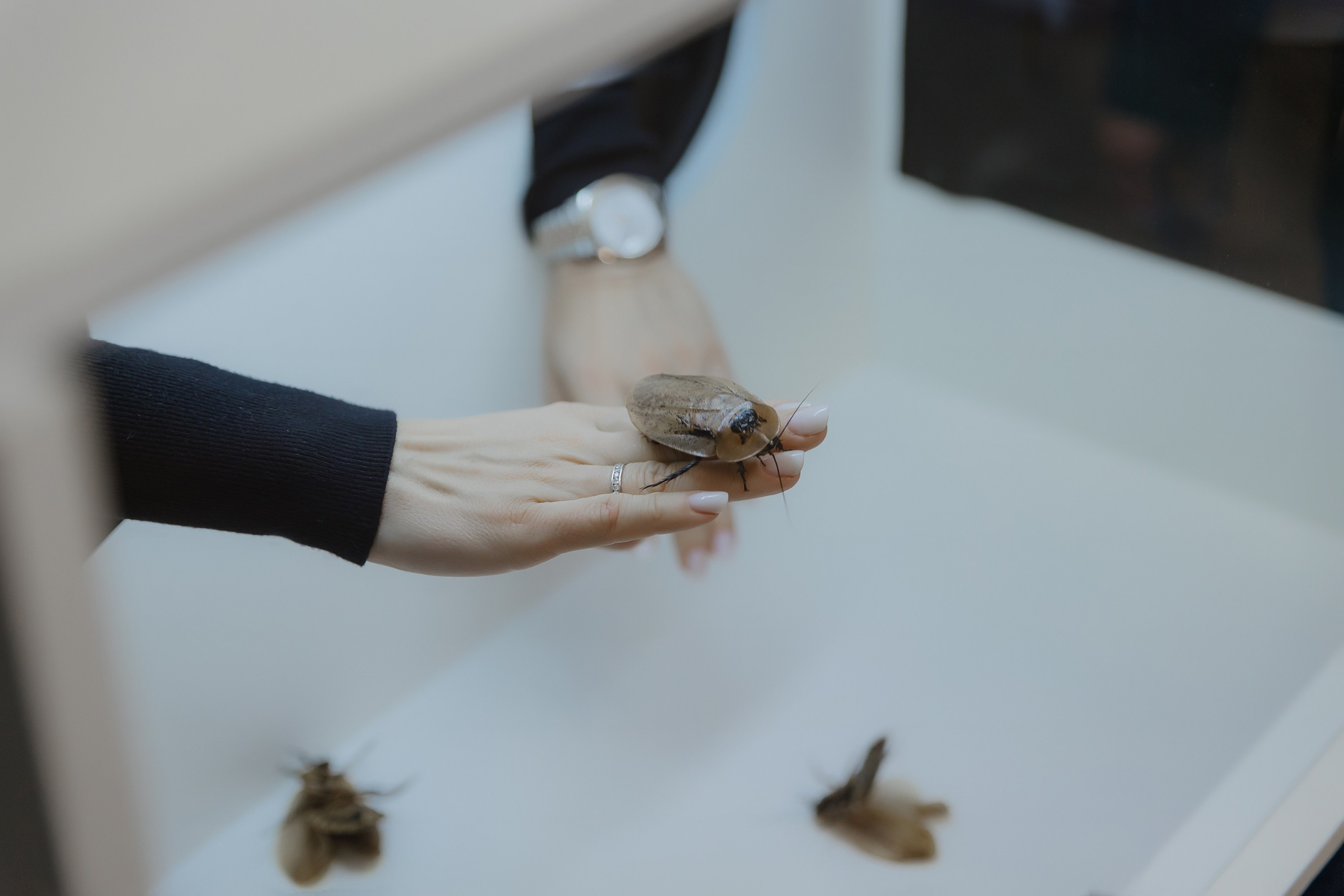 Открытие нового пространства интерьерного салона L. DECO в феврале 2025. L. Deco интерьерный салон. Краски/обои/лепной декор