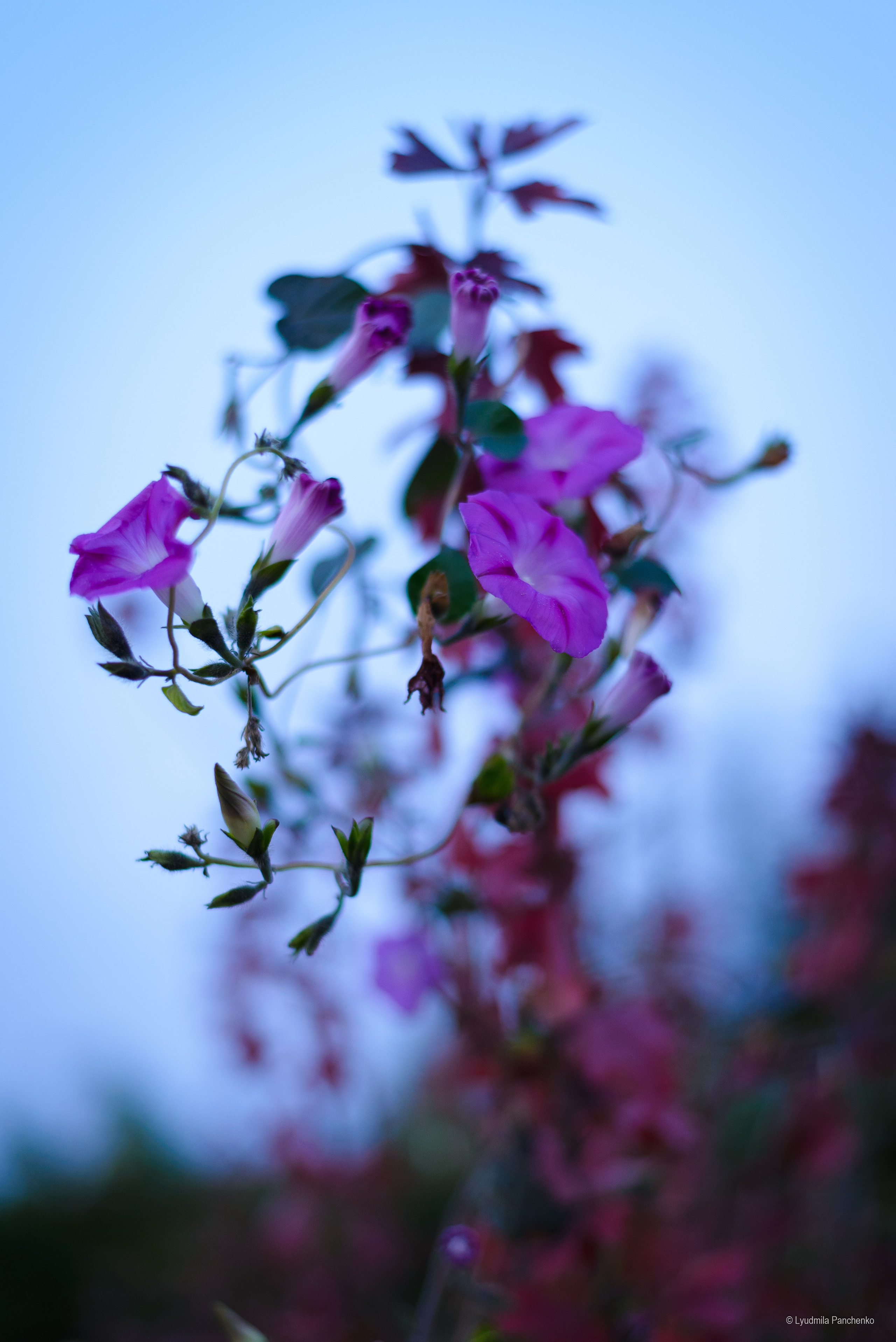 Флора, фауна, макро. Фотограф в Краснодаре Людмила Панченко