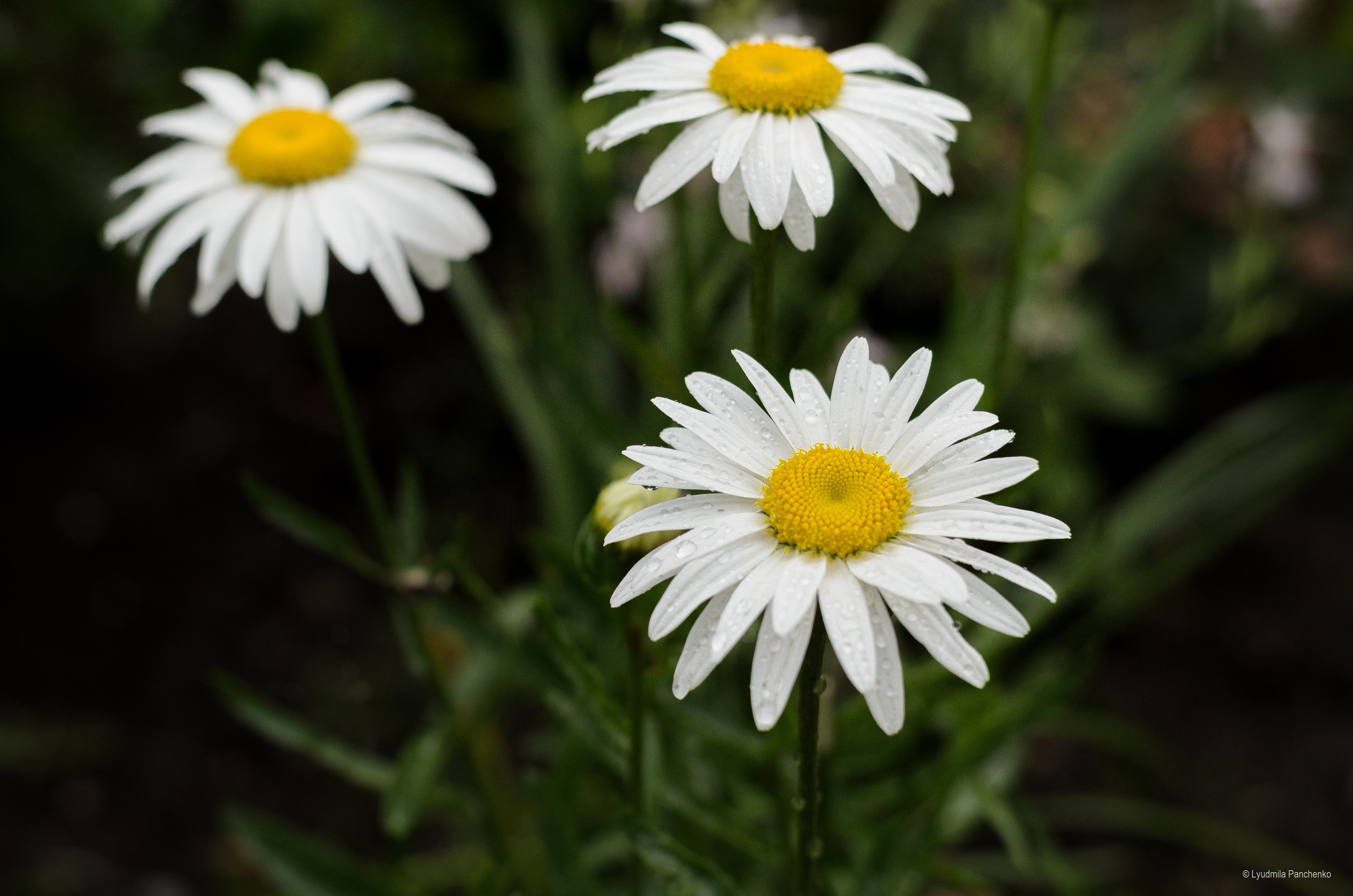 Флора, фауна, макро. Фотограф в Краснодаре Людмила Панченко