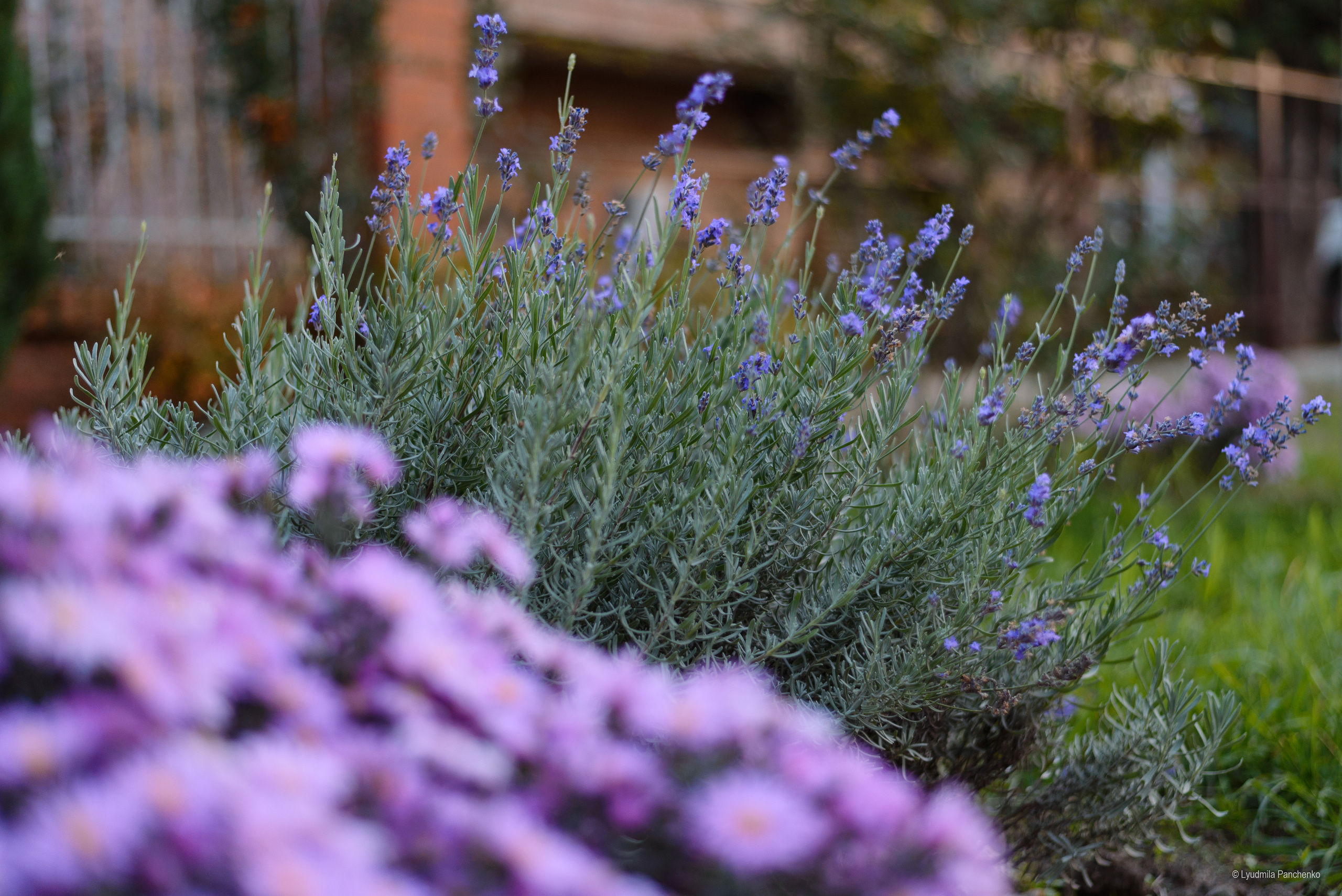 Флора, фауна, макро. Фотограф в Краснодаре Людмила Панченко