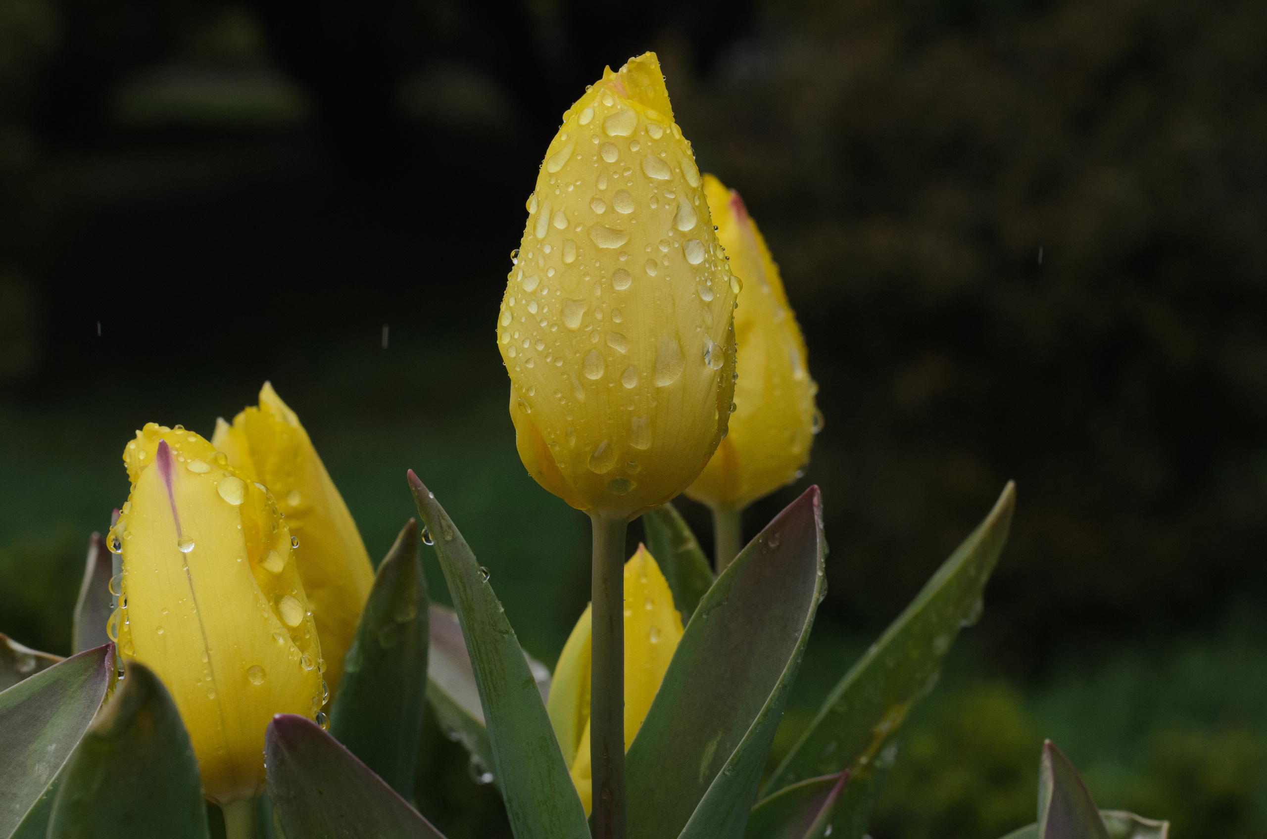 Флора, фауна, макро. Фотограф в Краснодаре Людмила Панченко