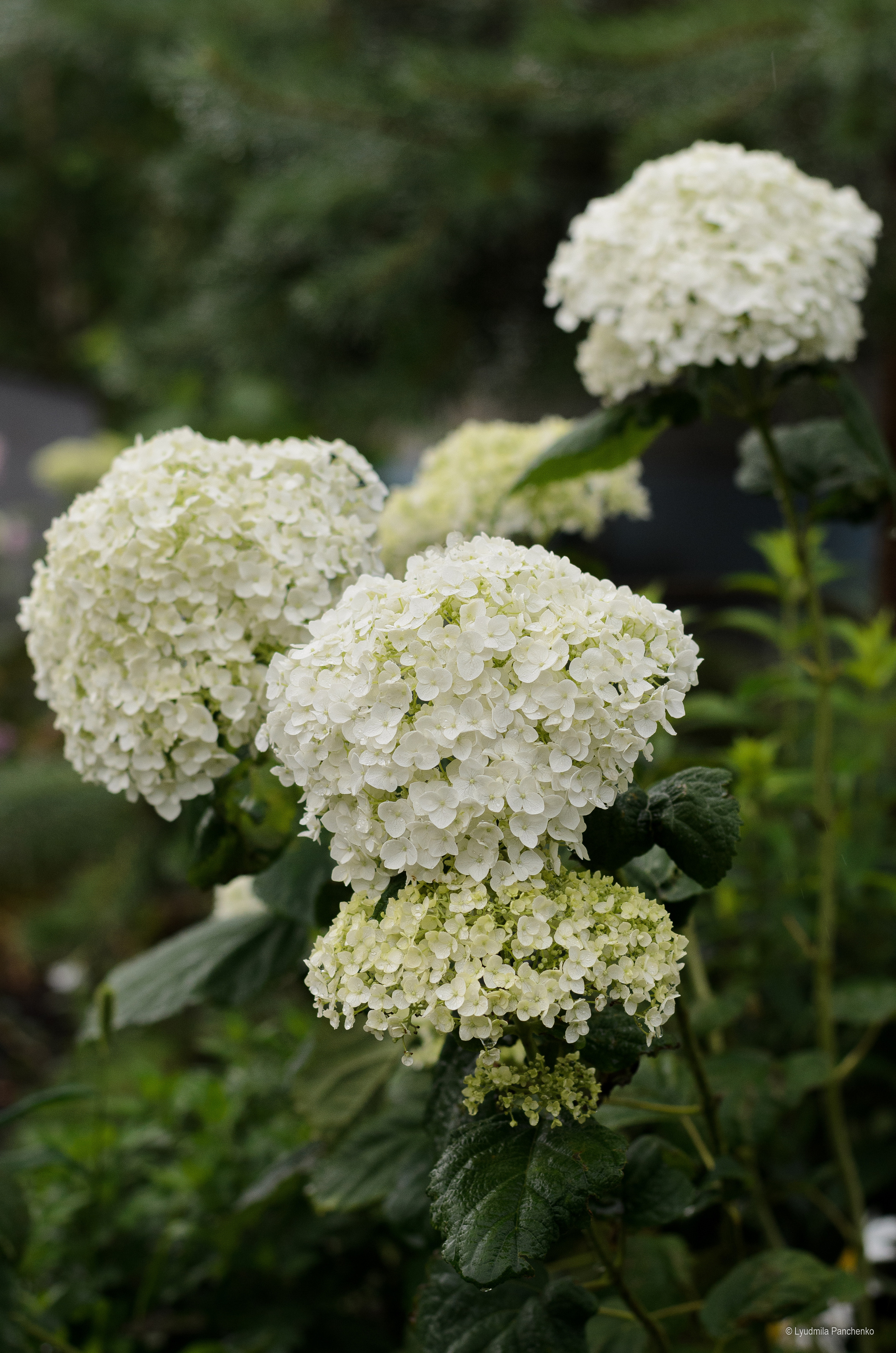Флора, фауна, макро. Фотограф в Краснодаре Людмила Панченко