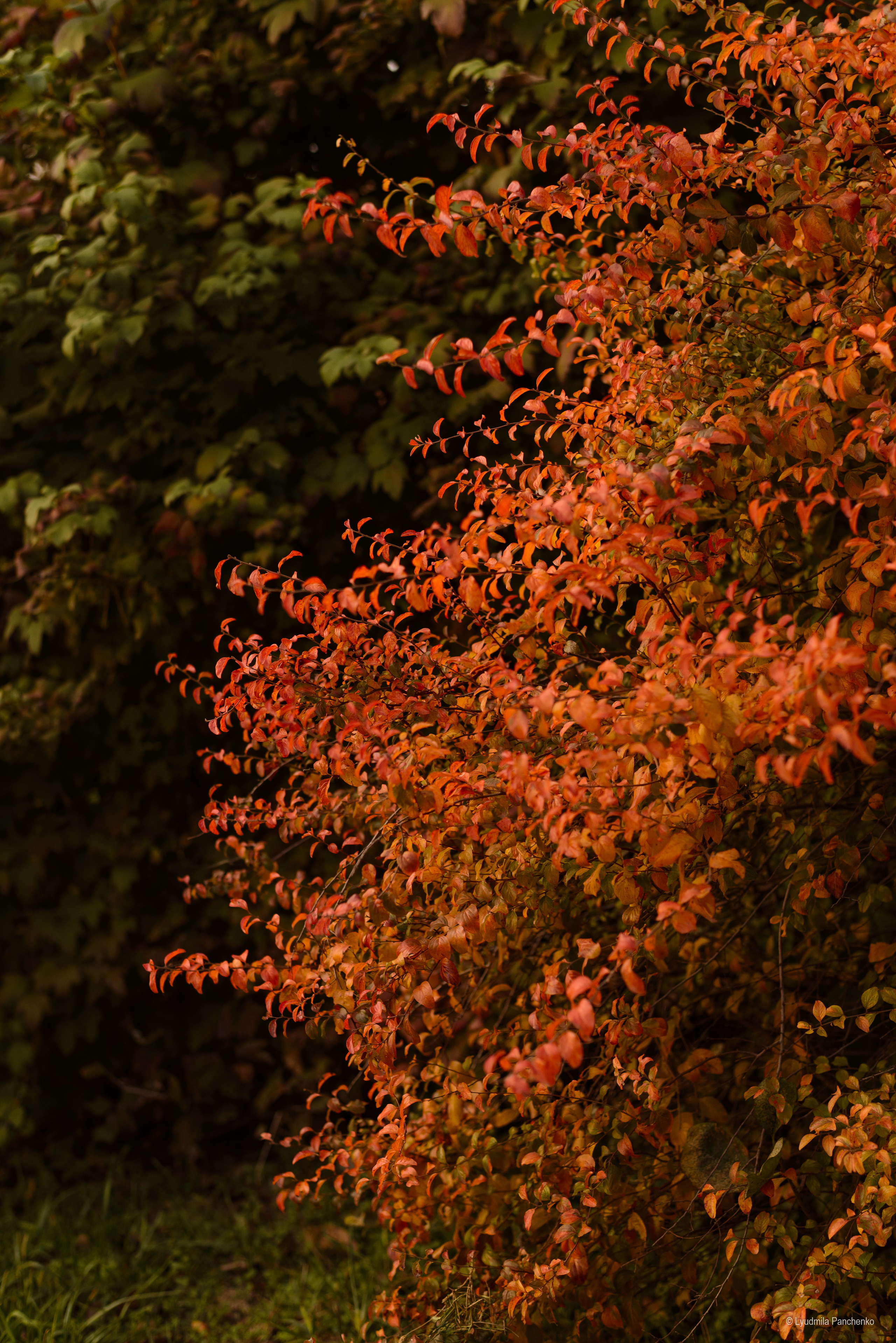 Флора, фауна, макро. Фотограф в Краснодаре Людмила Панченко