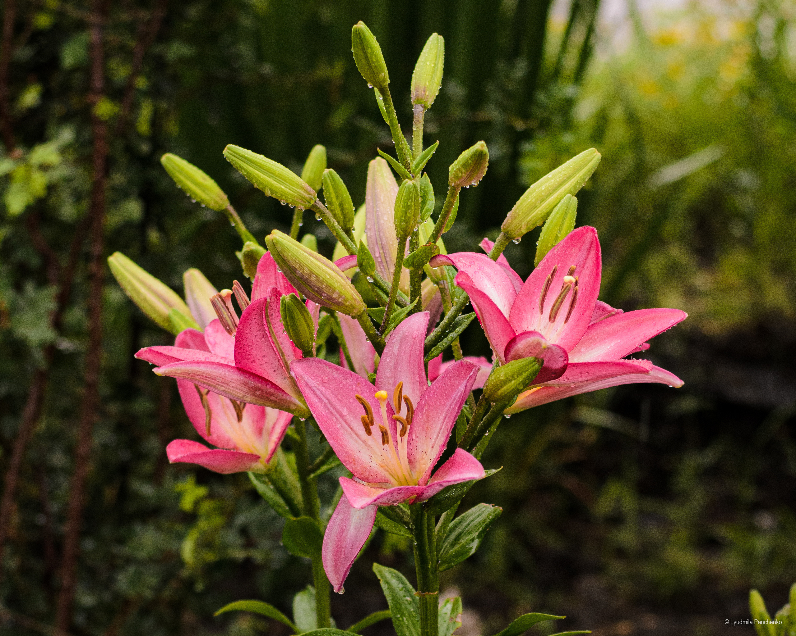 Флора, фауна, макро. Фотограф в Краснодаре Людмила Панченко