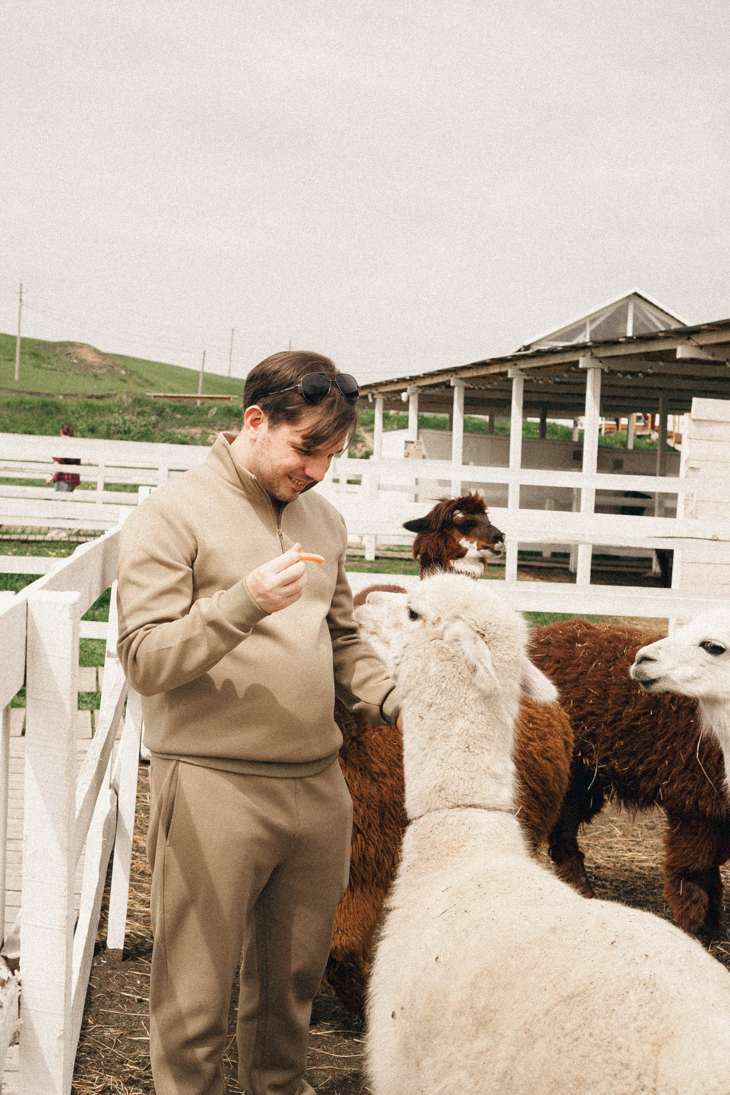 Ферма Альпак. Профессиональный фотограф, Санкт-Петербург — Виктория Богомолова