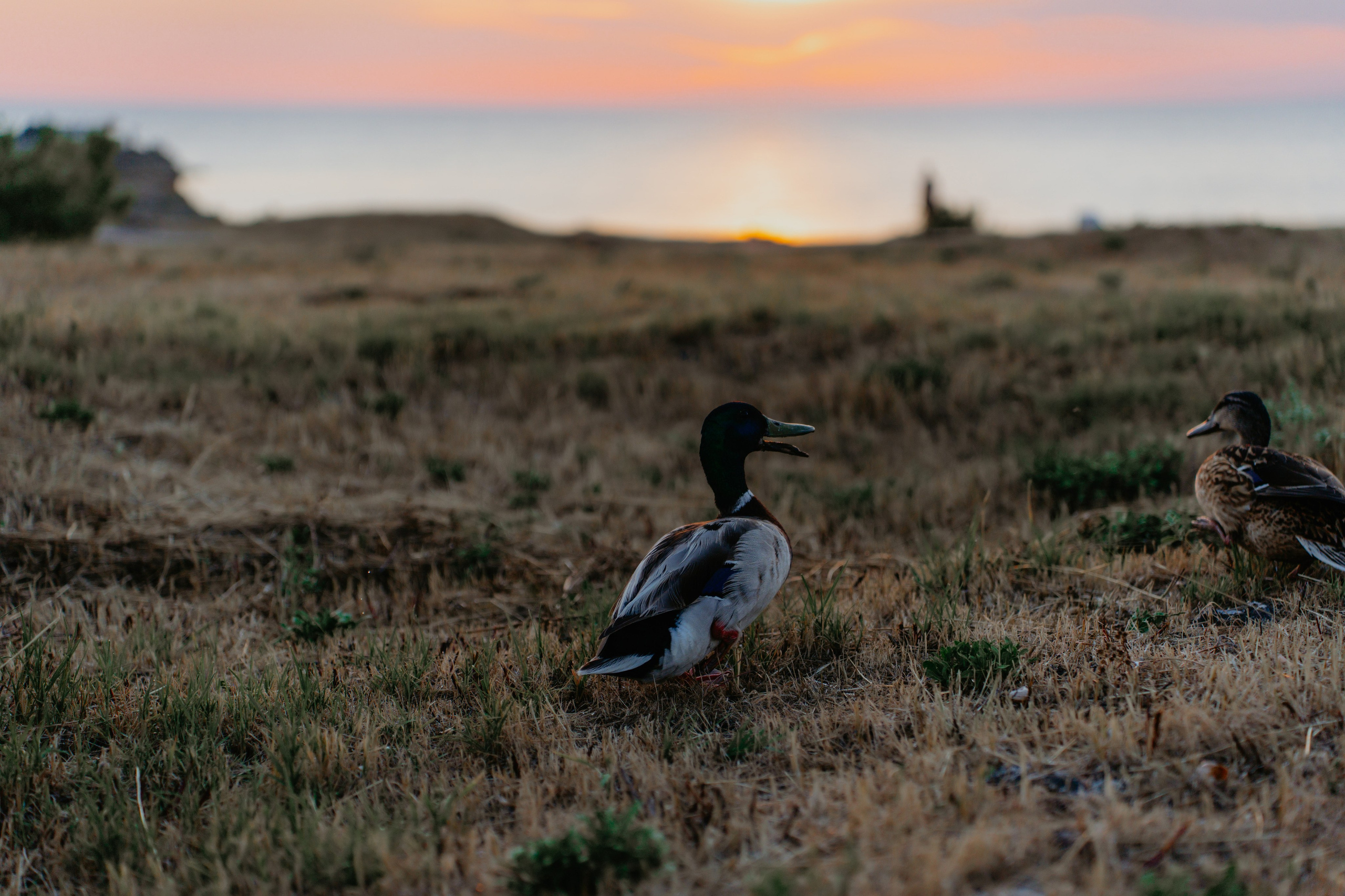 A$D. Фотограф и Видеограф Севастополь Крым