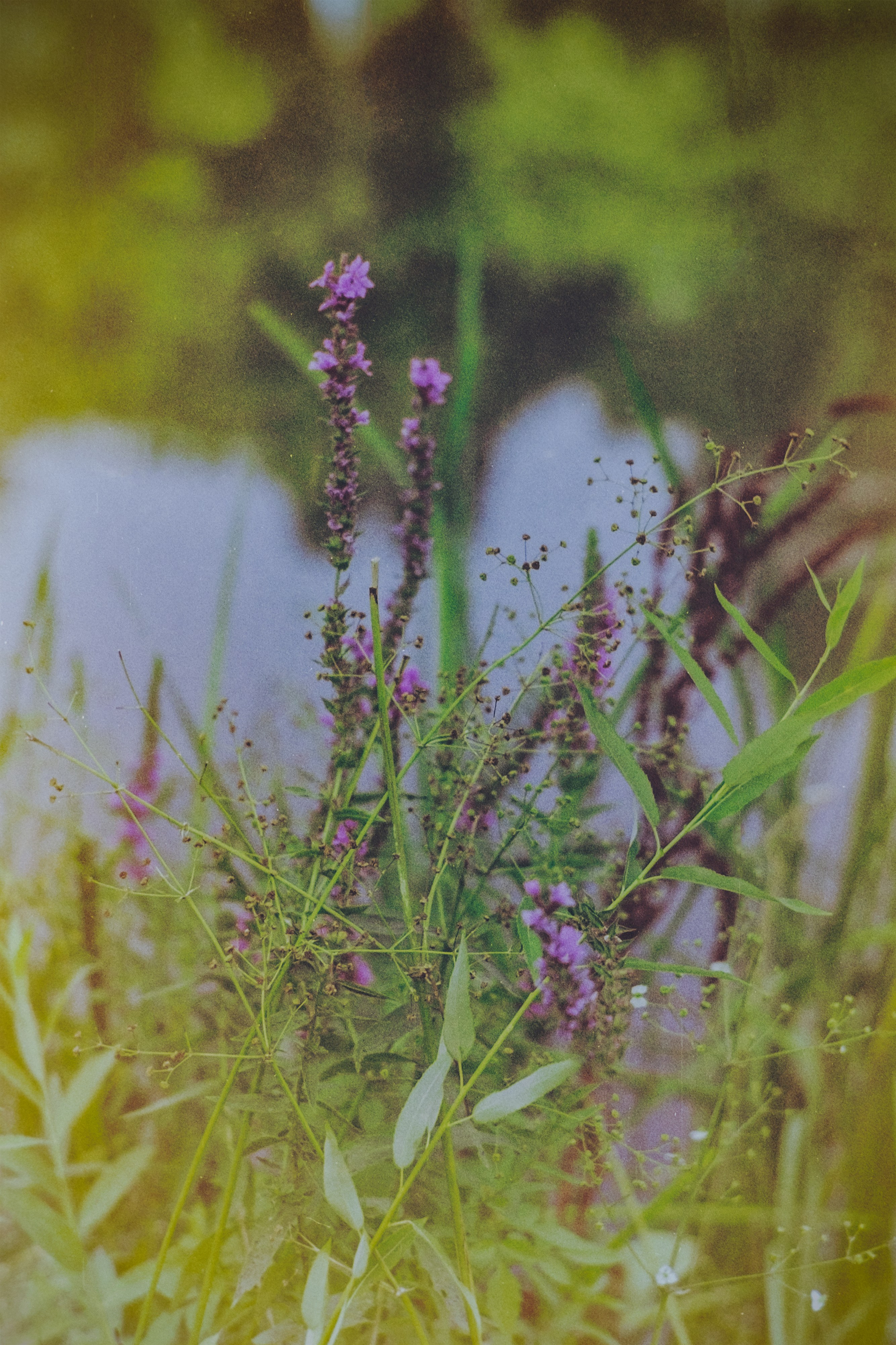 Пленочная история. Дмитрий Пропадалин, Нейрофотография