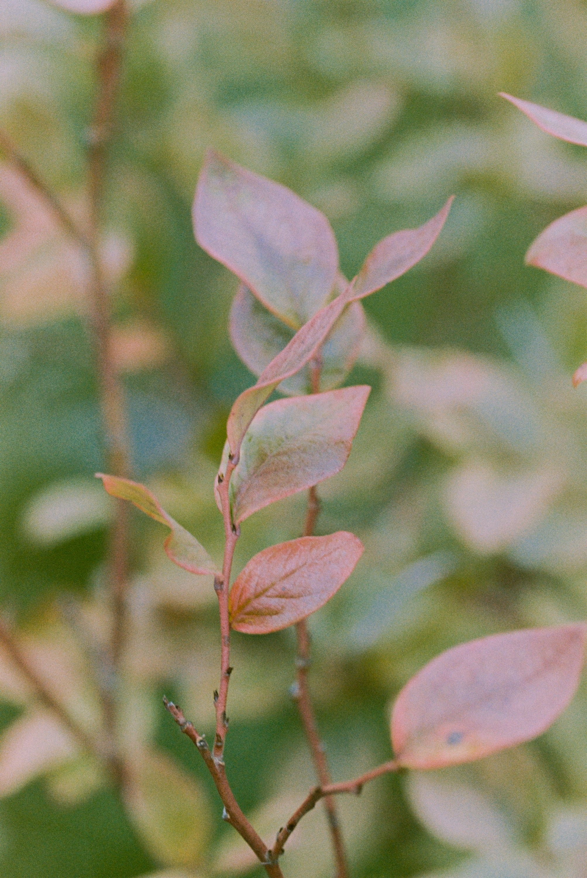 Осень на просроченную Kodak Color Plus 200 и Contax N1 с макро-объекти