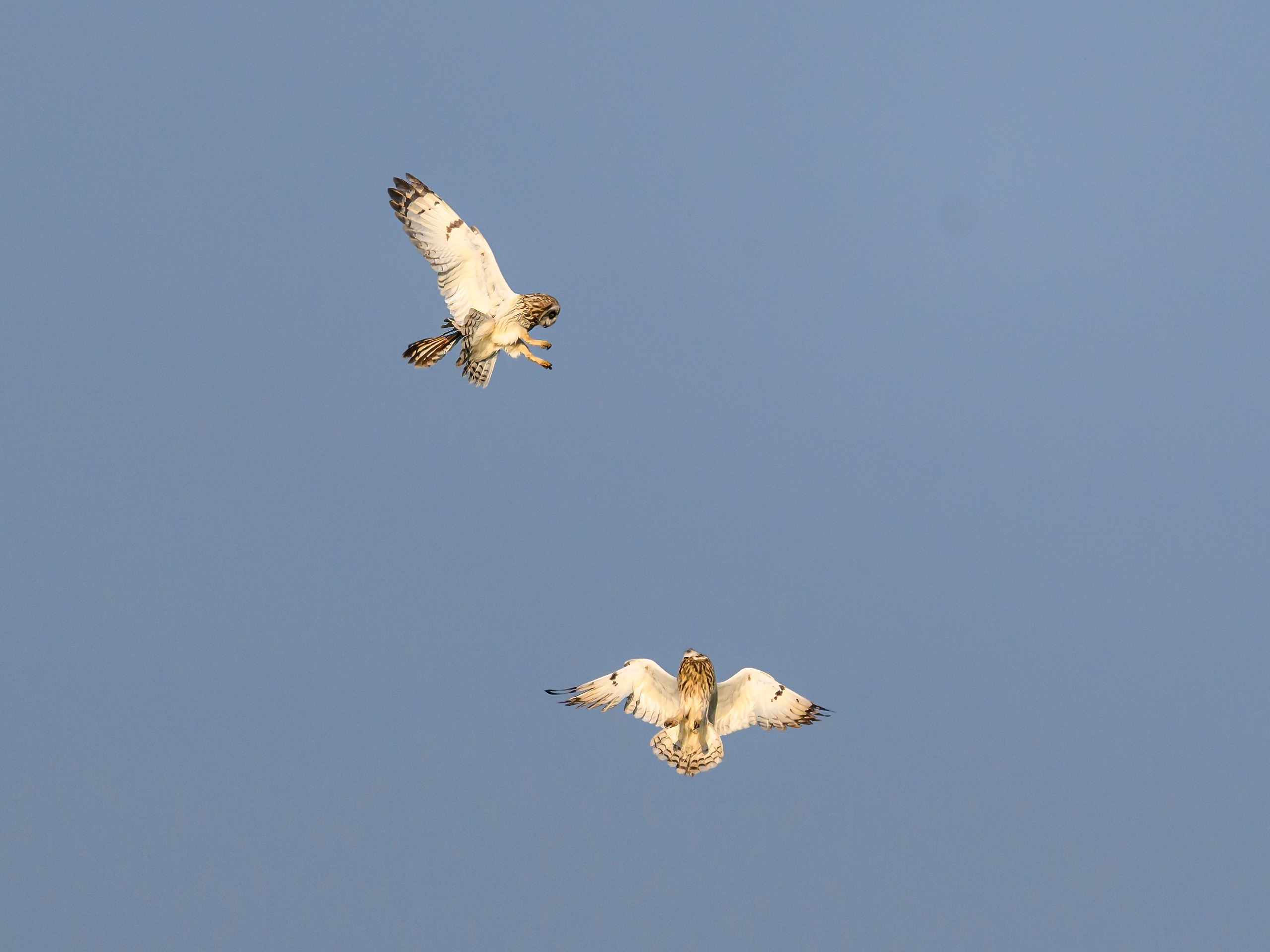 Совы делят территорию. Фотограф Сергей Пупонин