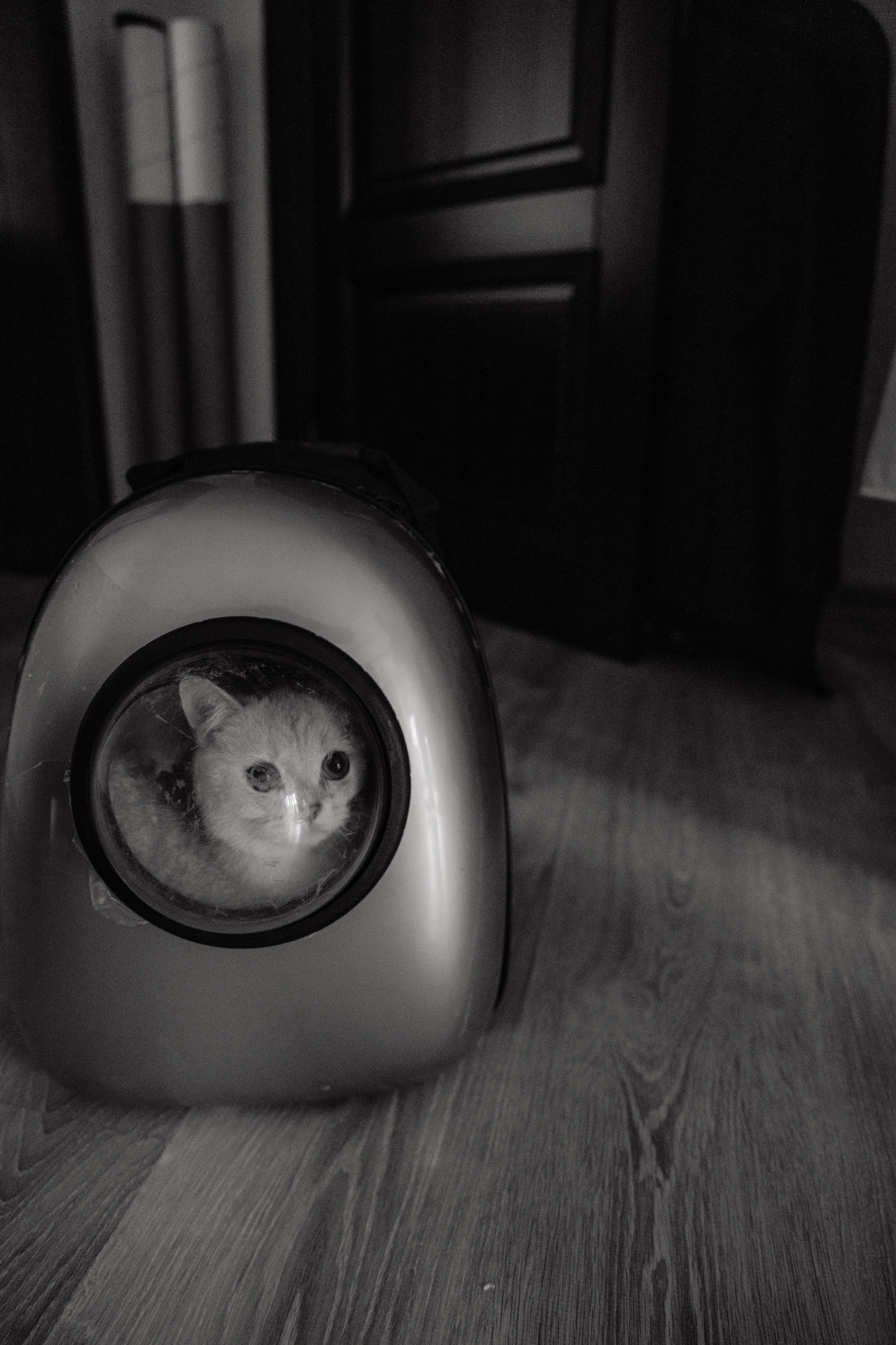 Анна и Максим. Фотограф Дарья Норкина