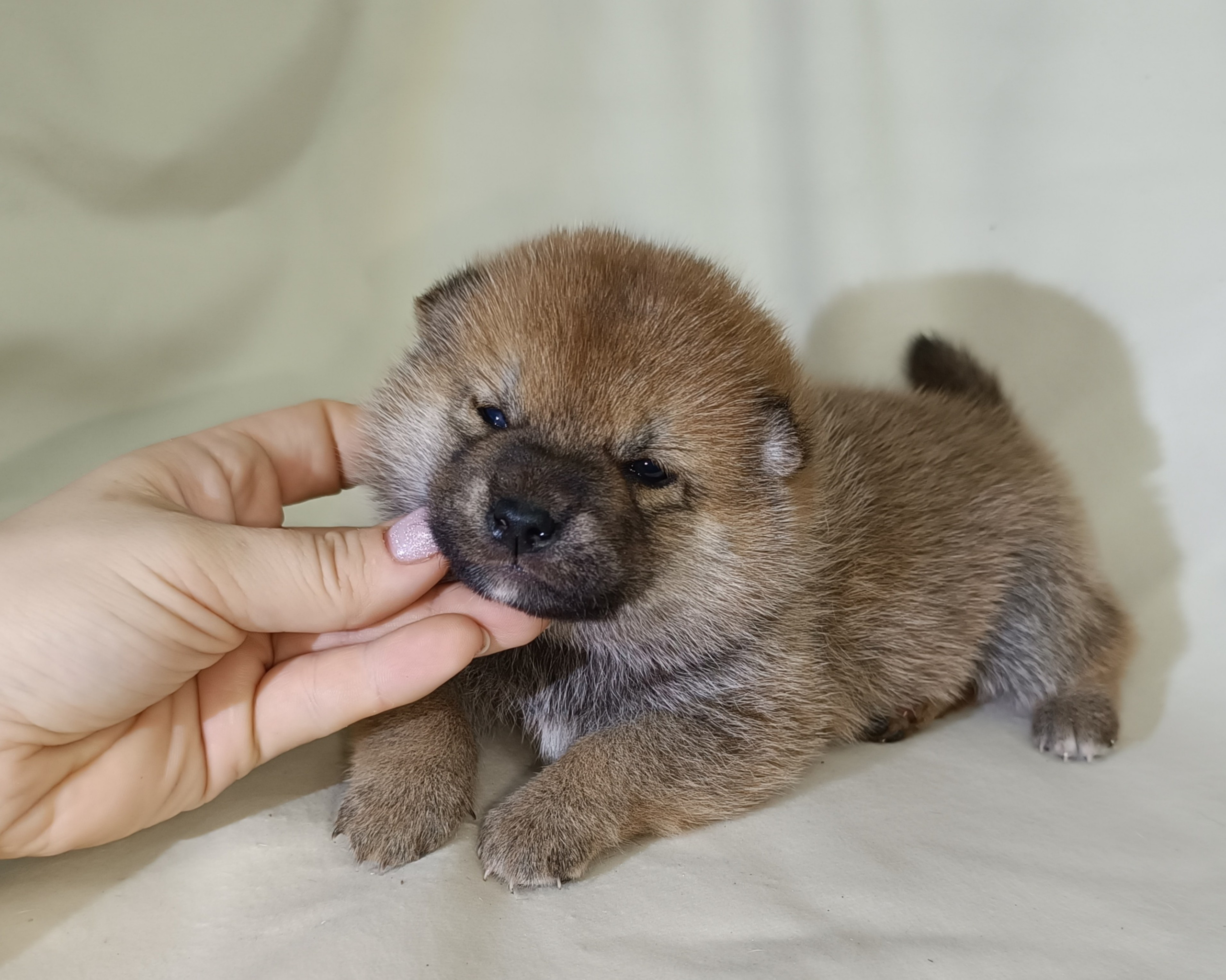 сиба питомник Рубилайт щенки на продажу rubylight  сиба щенки купить СПб Санкт-Петербург 