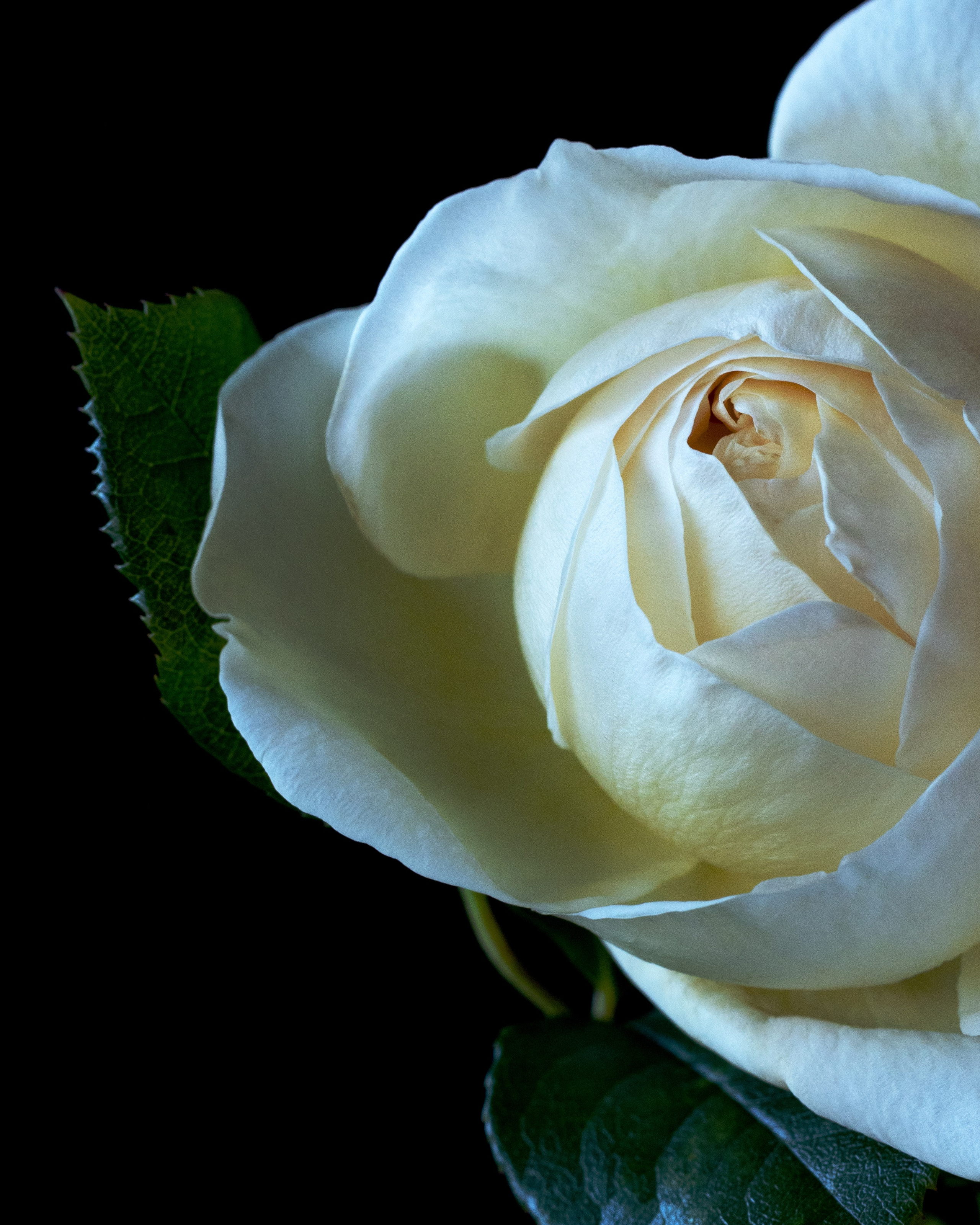 Iceberg. Author’s fine art prints with international delivery