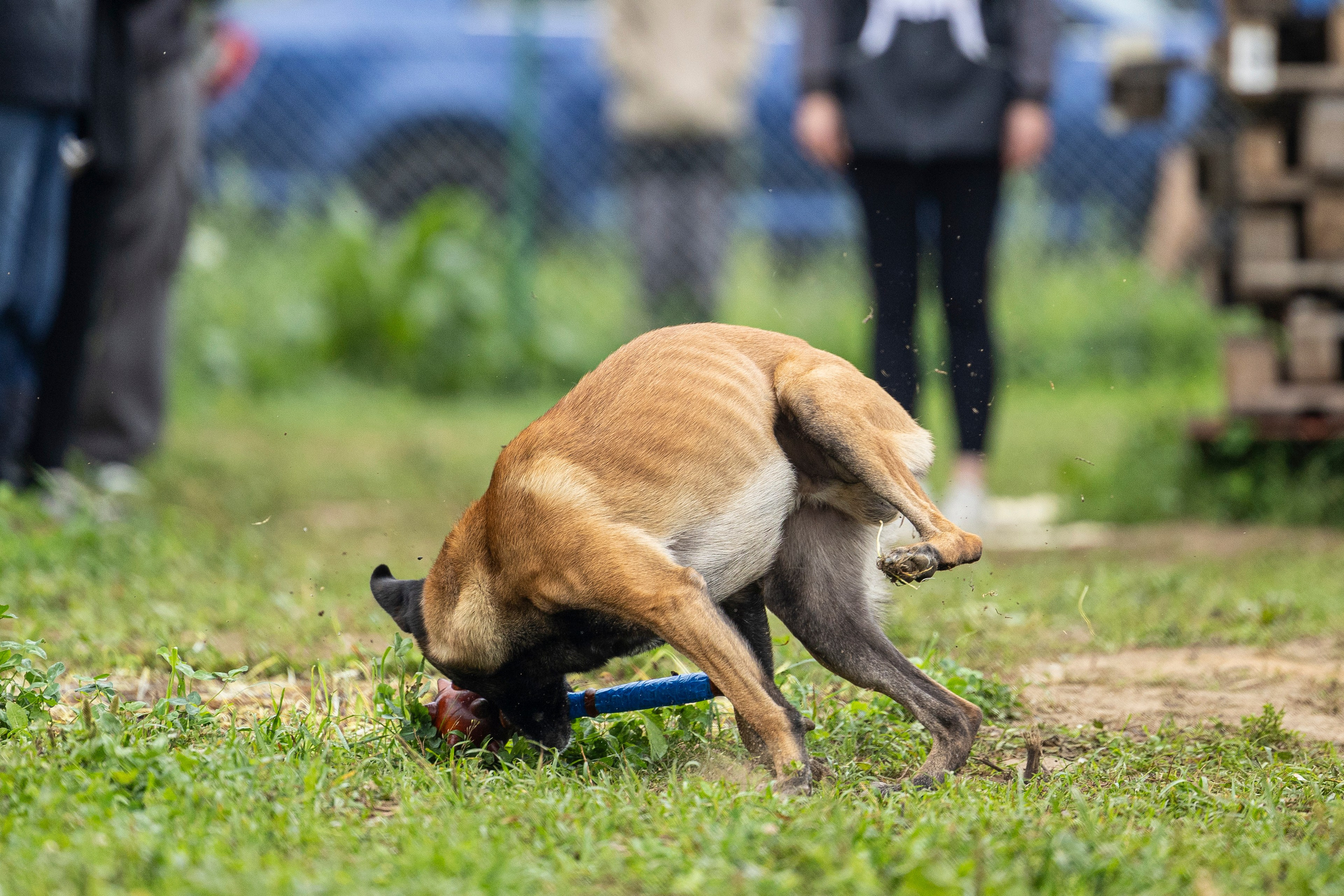 Соревнования по Мондьорингу г. Вологда 10-11.08.2024. Фотограф-анималист Анна Маринич