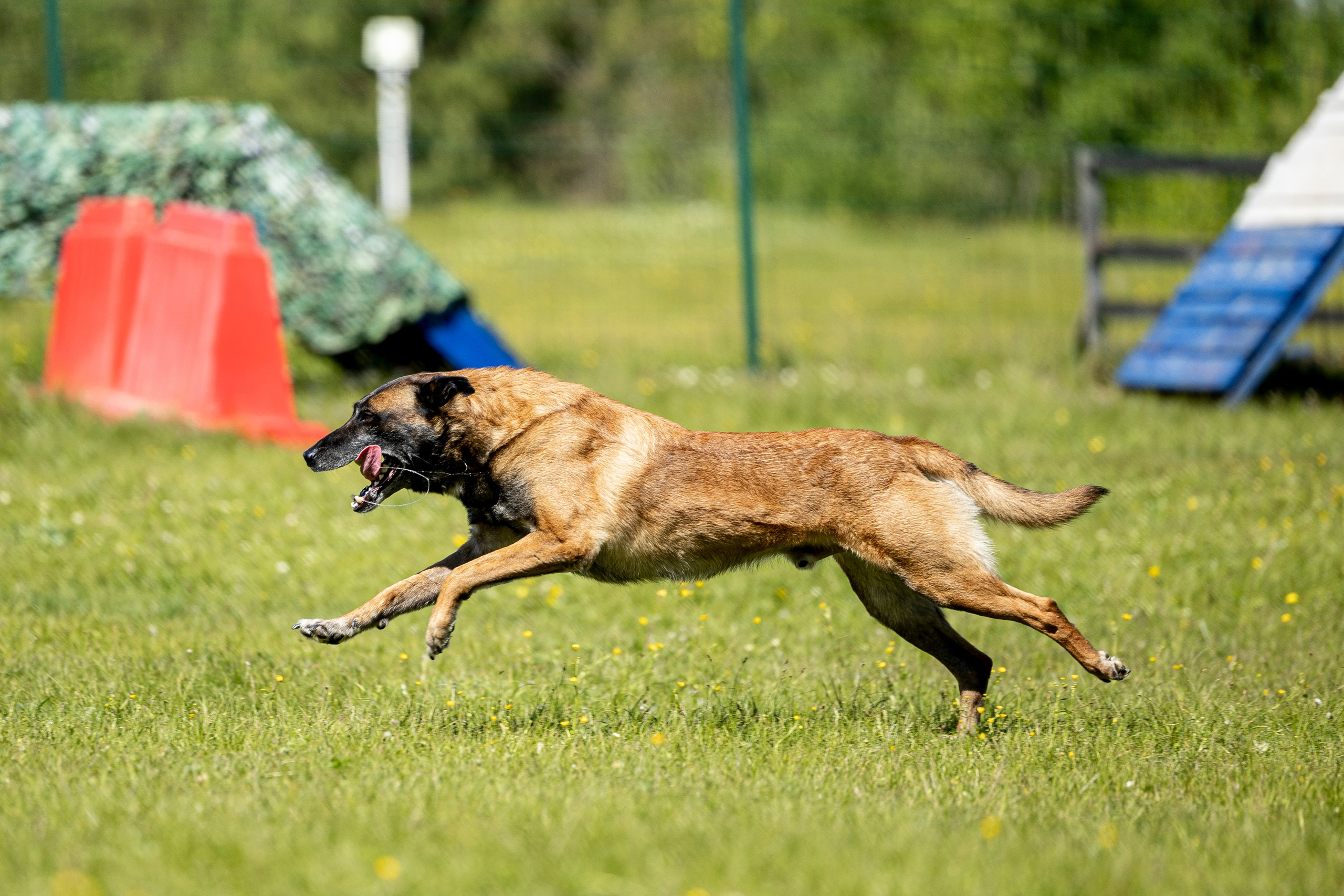 Испытания по мондьорингу в Нижнем Новгороде. Фотограф-анималист Анна Маринич