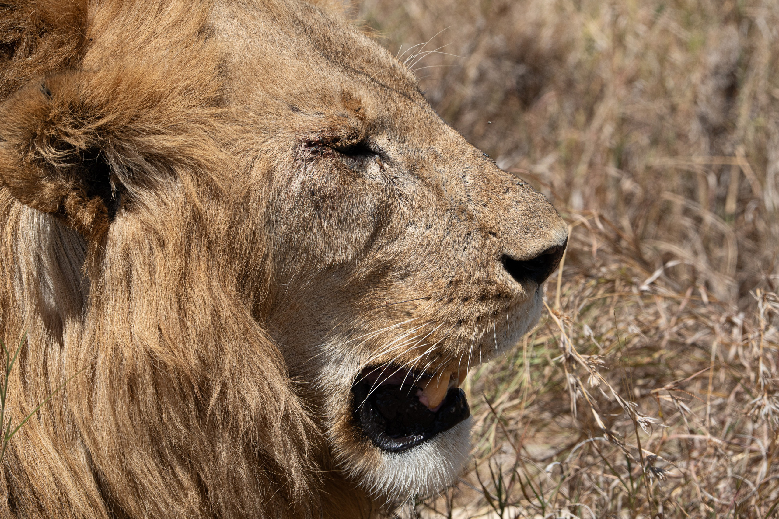 Танзания, сафари, 2025. Творческие сьемки