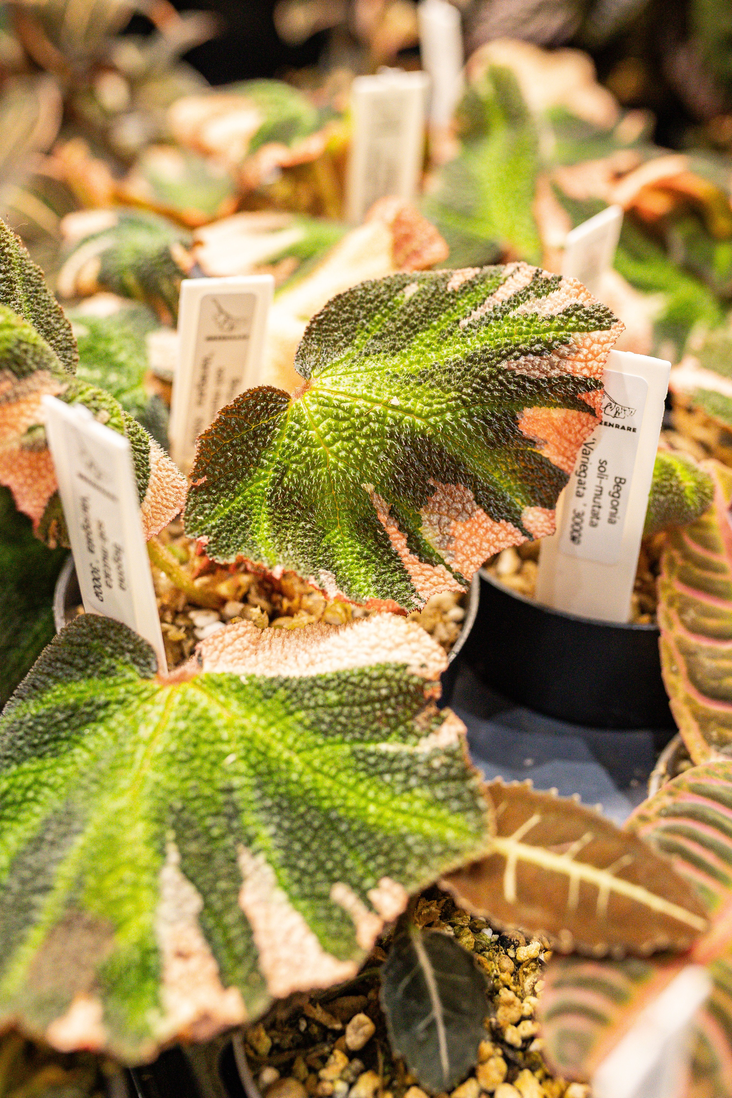 Монстериум 11–12 октября. Александра Куликова фотограф, Москва