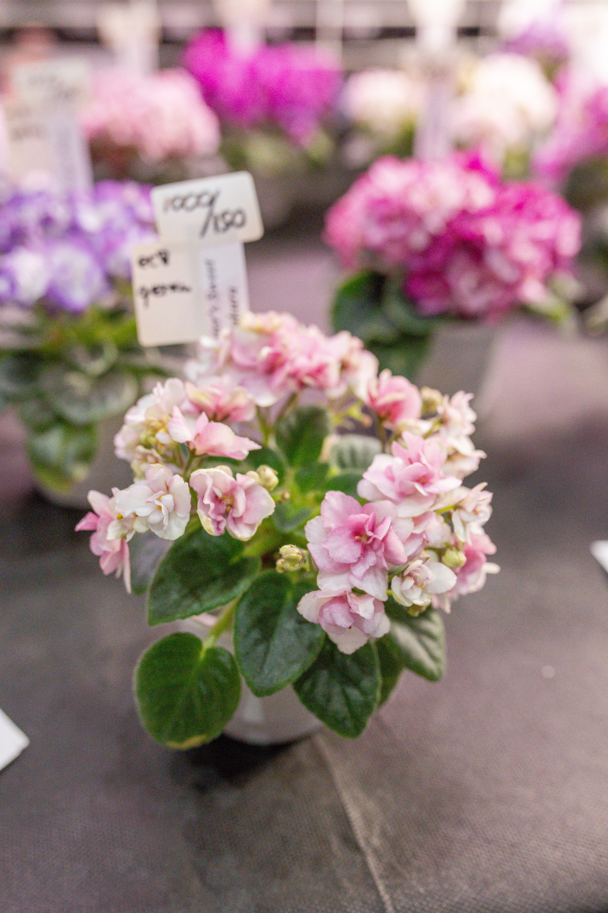 Орхидиум 12.2025. Александра Куликова фотограф, Москва