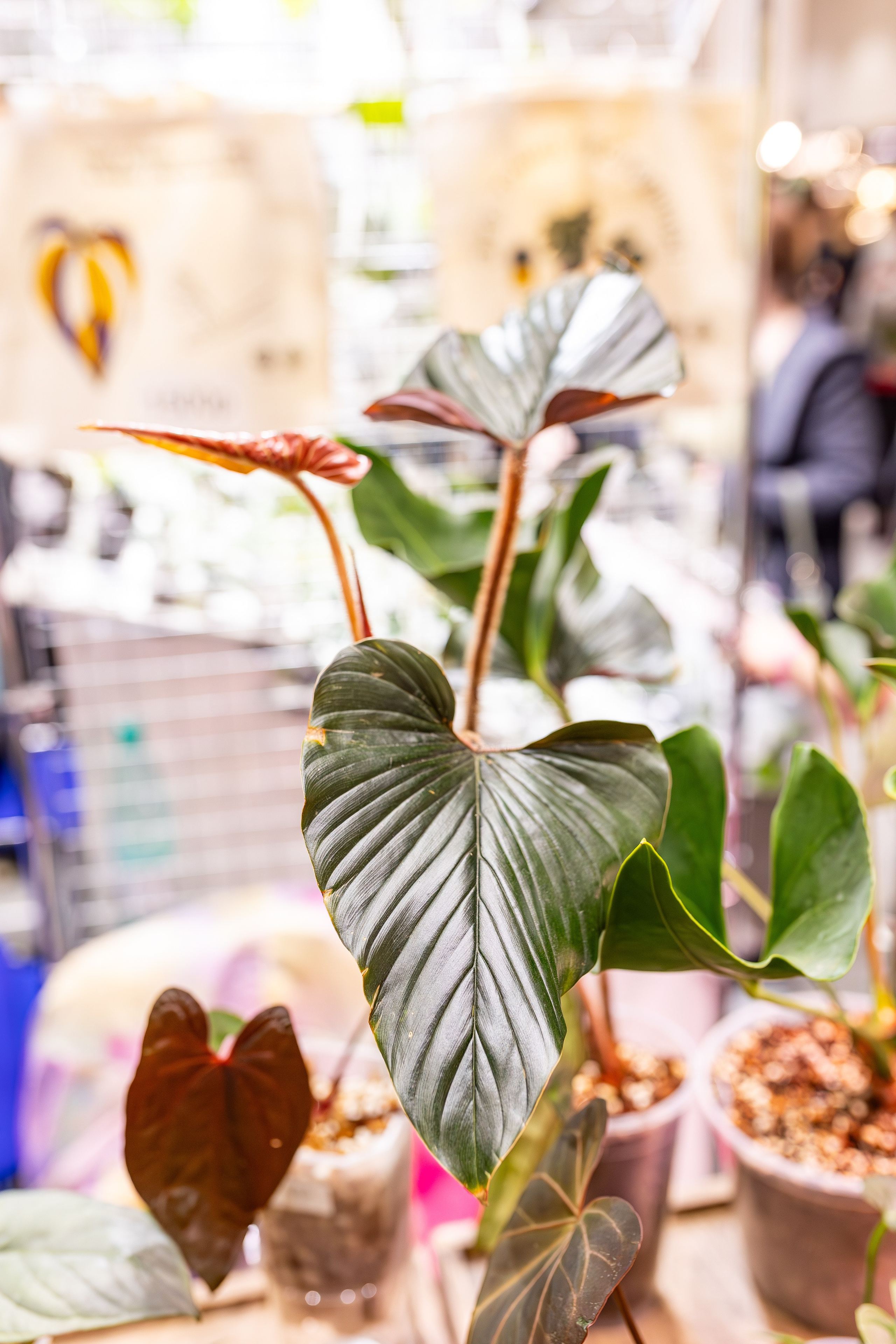 Монстериум апрель 2026. Александра Куликова фотограф, Москва