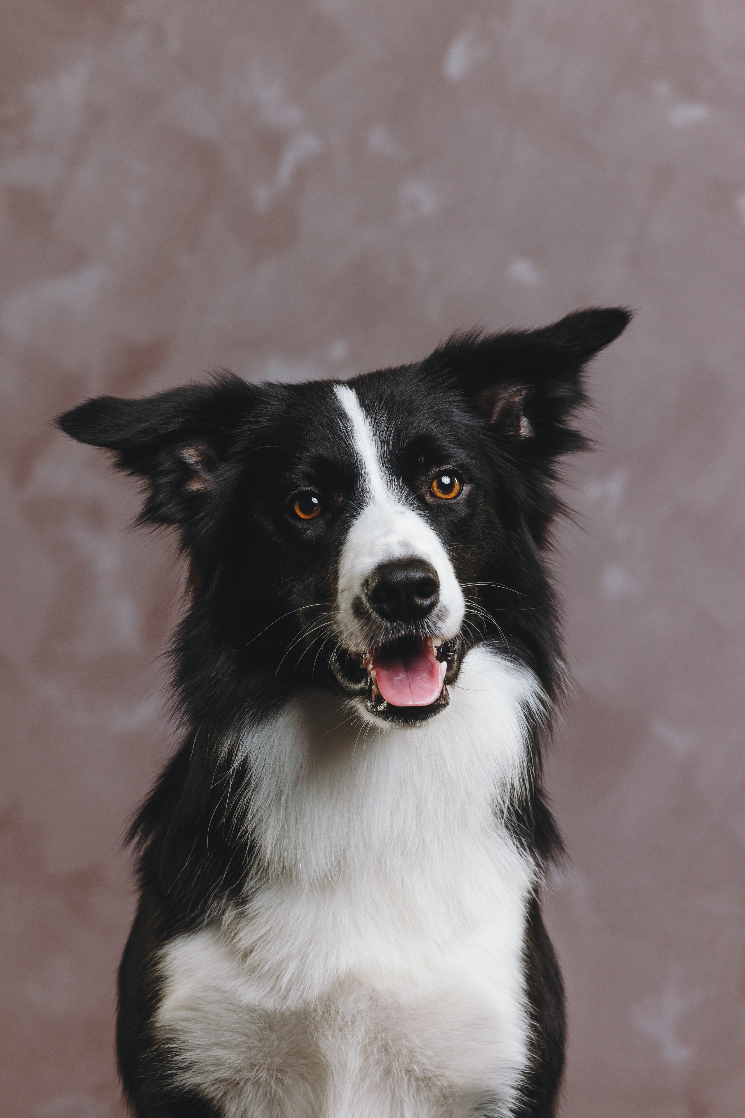 Бордер-колли. Фотограф анималист Осипчикова Мария