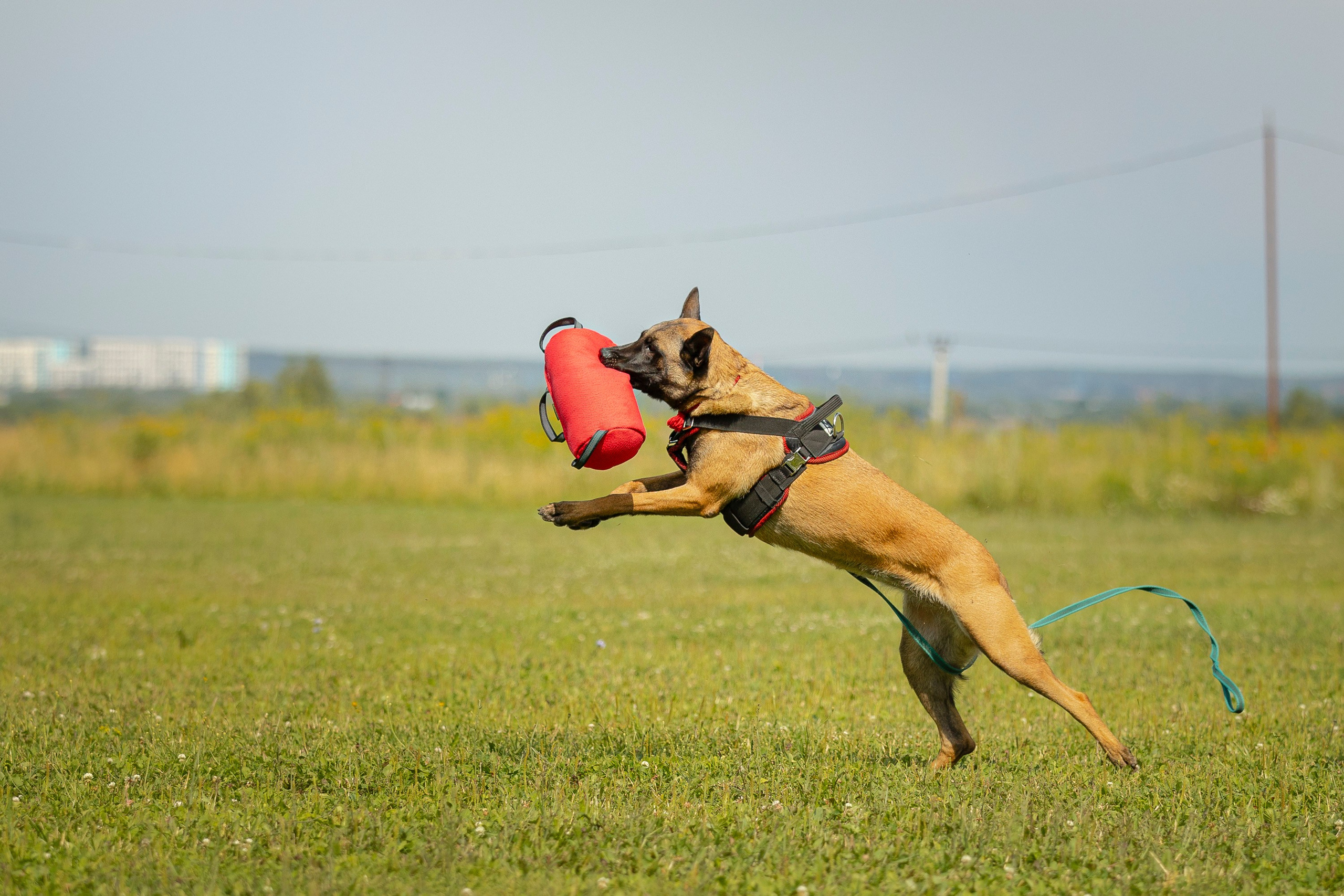 ЗКС. Фотограф анималист, семейный фотограф, фотограф собак Комратова Мария. г. Москва