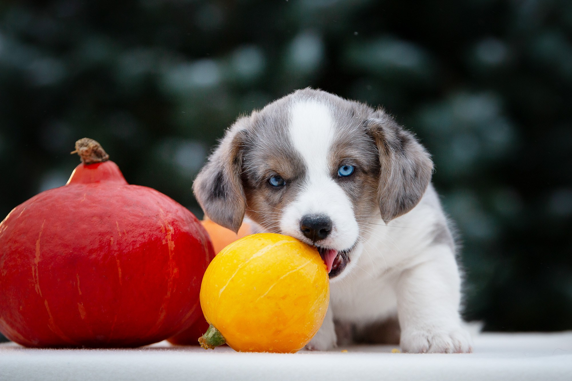 Вельш Корги Кардиганы. Фотограф анималист, семейный фотограф, фотограф собак Комратова Мария. г. Москва