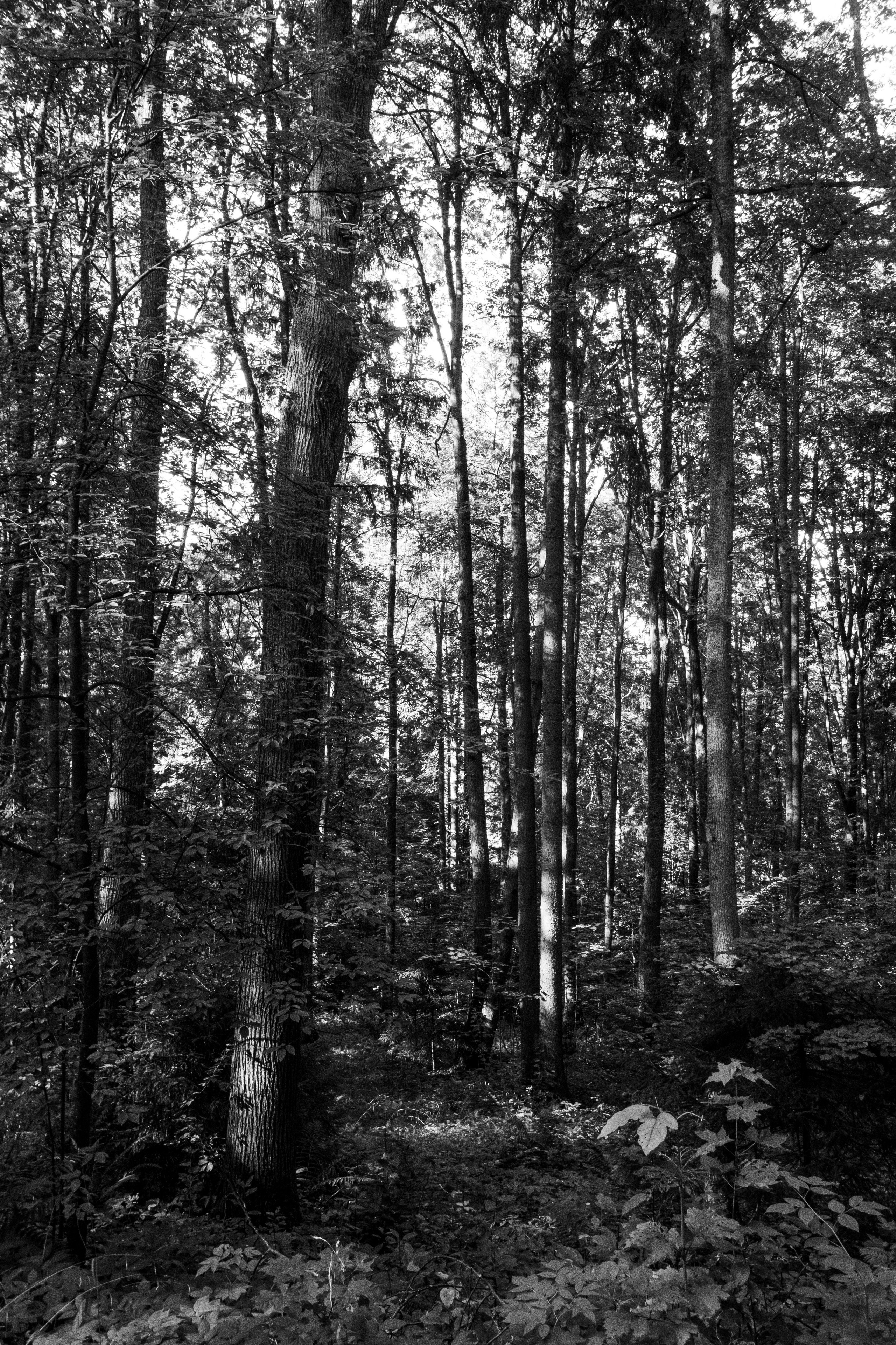 Абрамцево. Портретный и архитектурный фотограф в Москве и Санкт-Петербурге