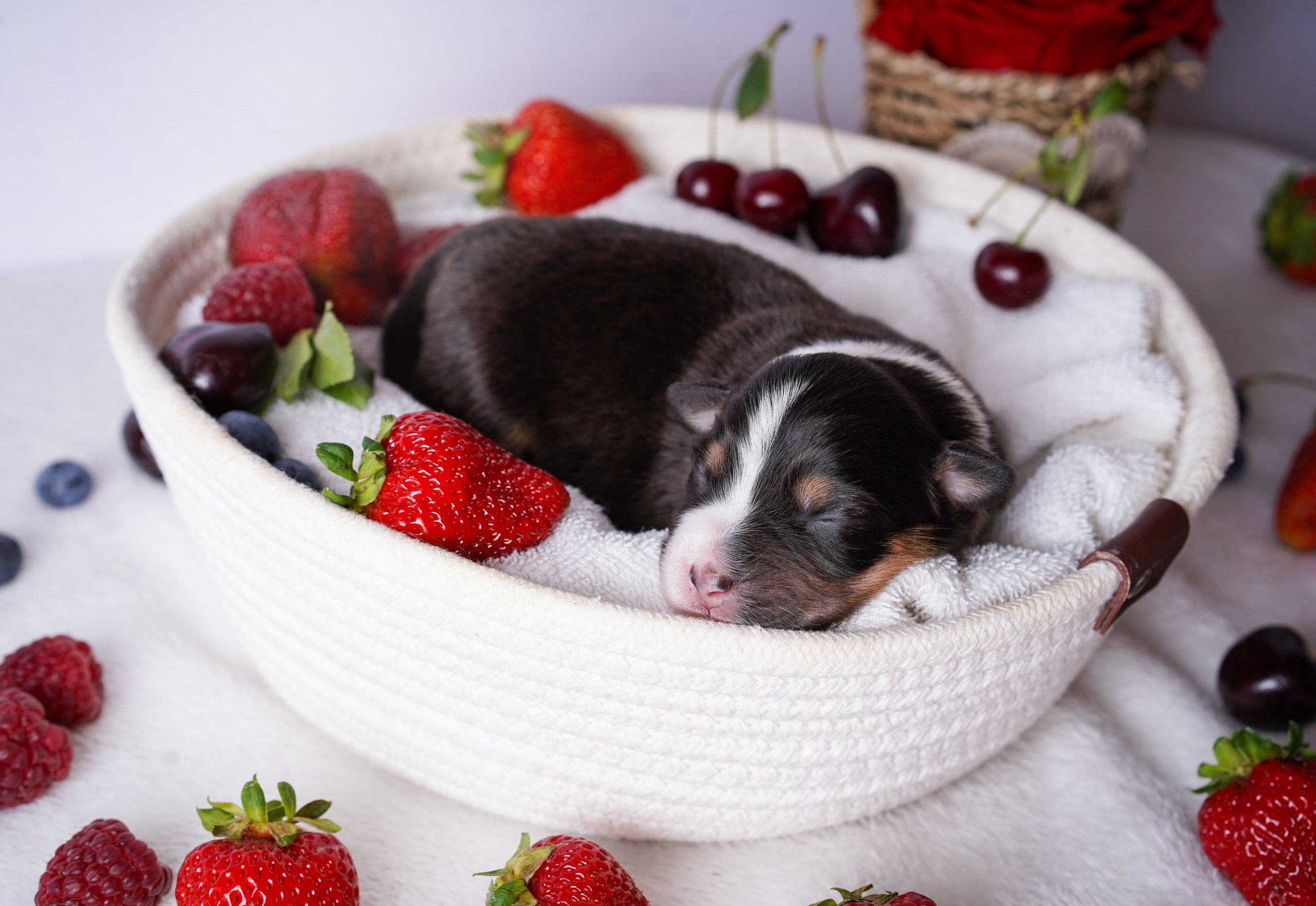 Щенки аусси. Фотограф-анималист в Санкт-Петербурге Яна Мартынова