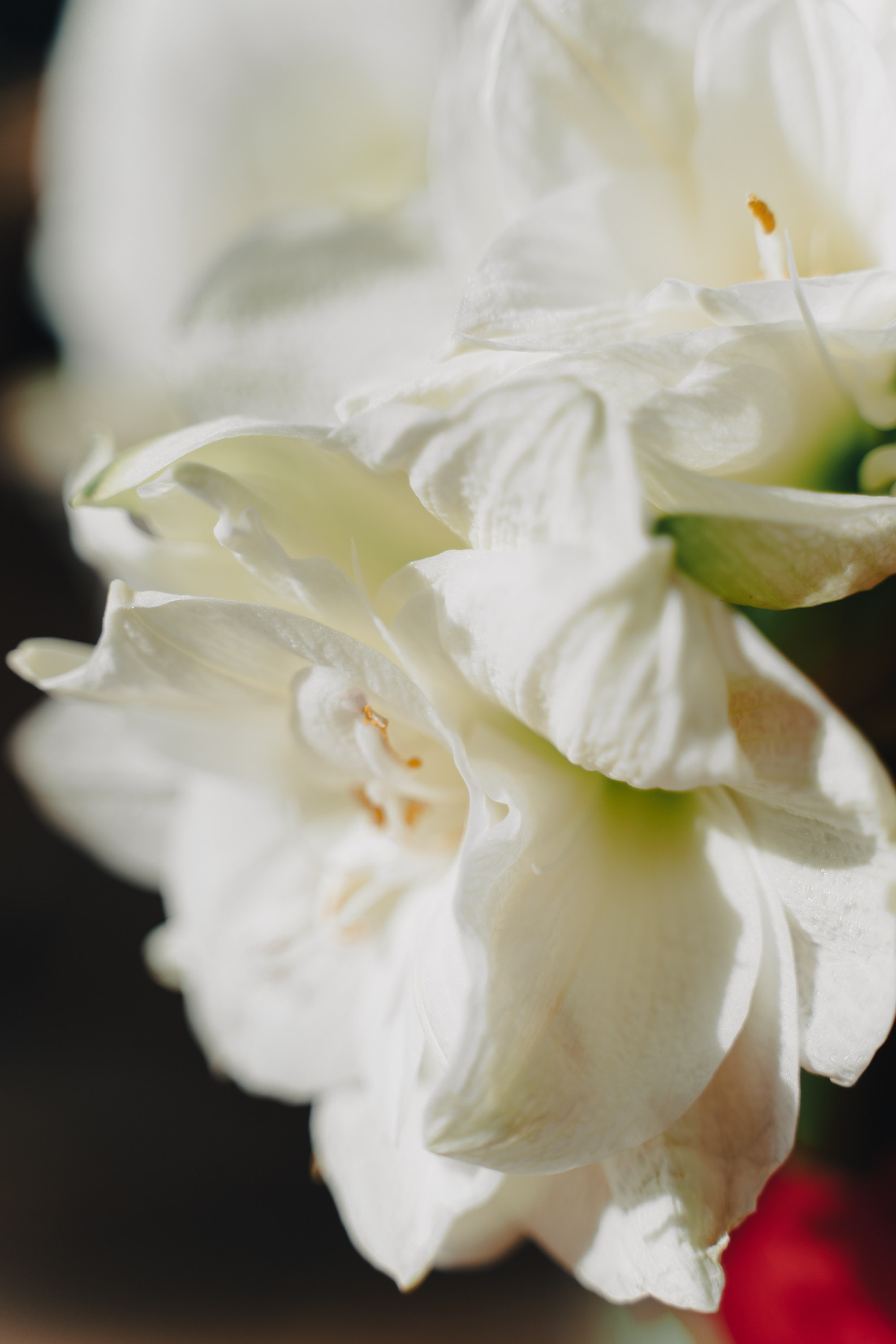 Château de Talu. Портретный фотограф в Краснодаре Валерия Матирная