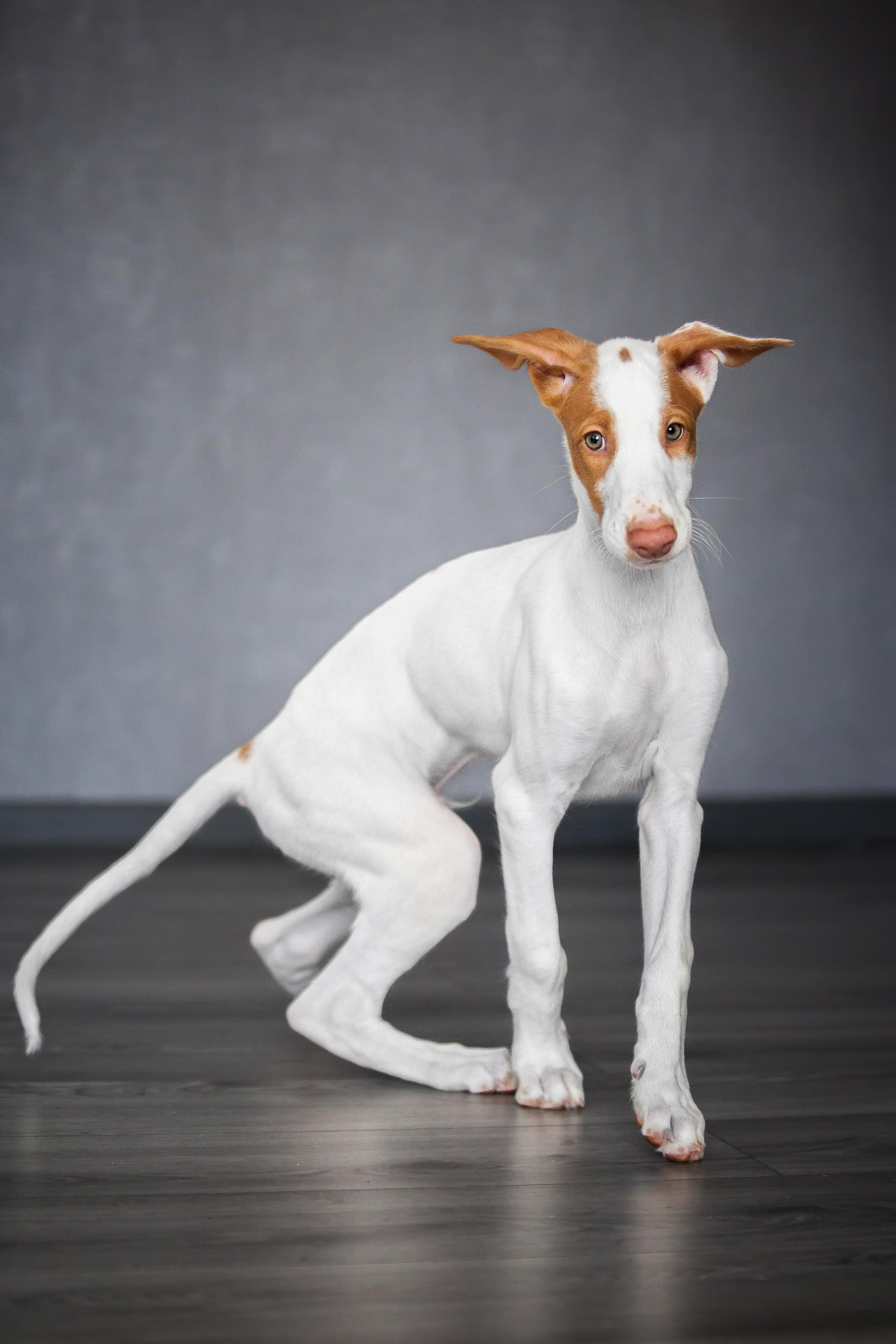 Поденко Ибиценко. Https://moshkovaphoto.ru/